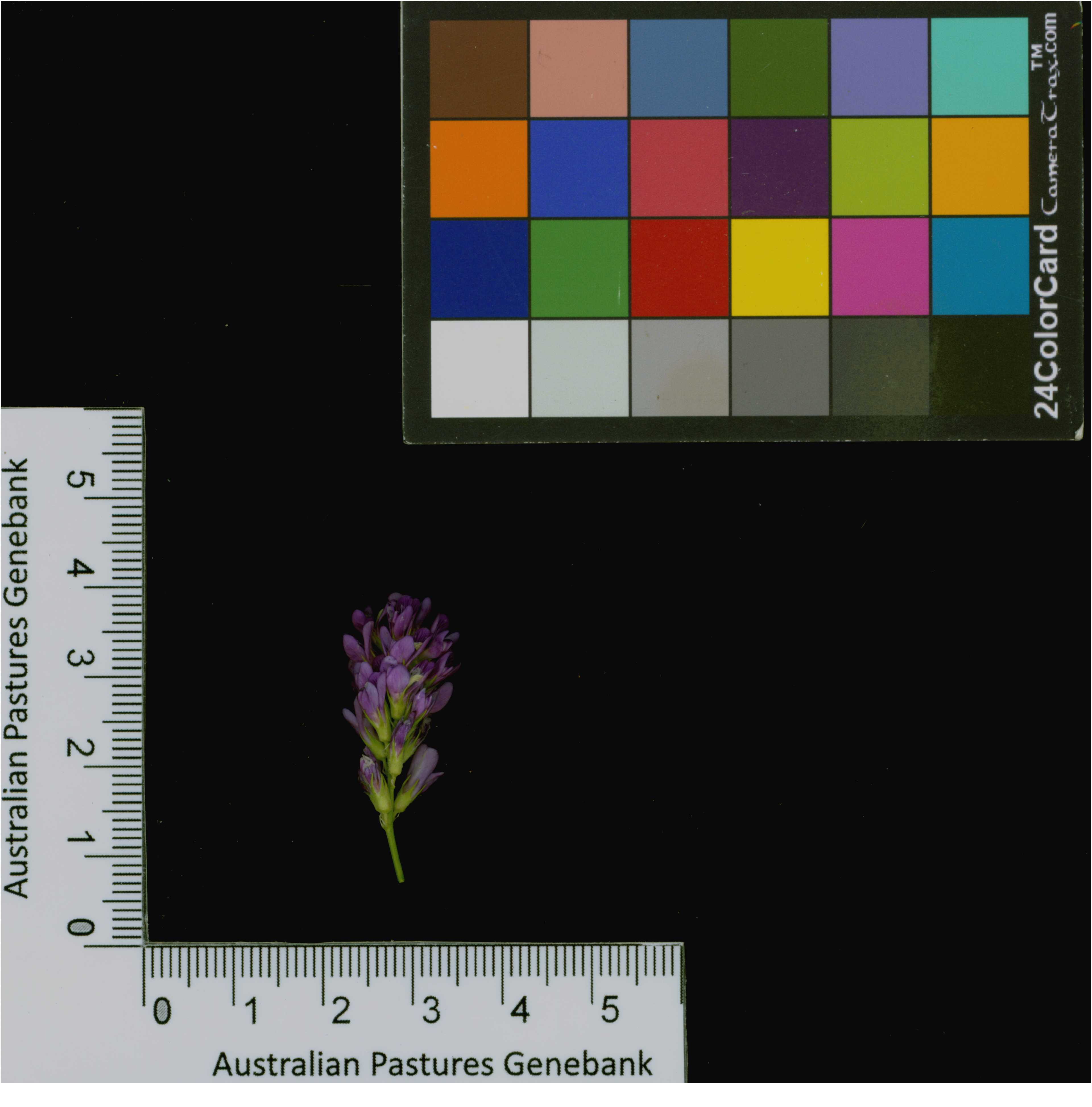 Click for 4 image(s) for this accession. Image