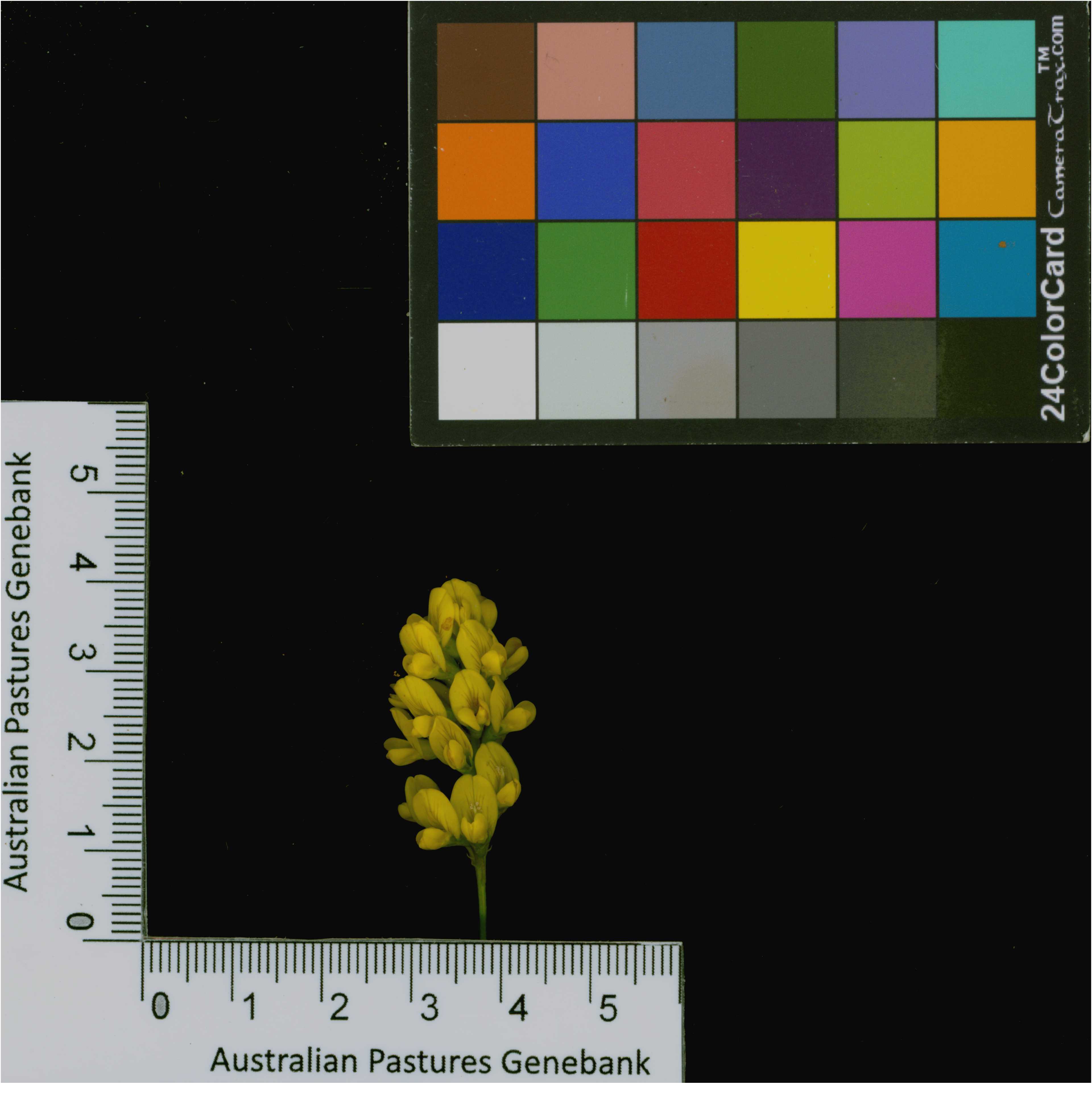 Click for 4 image(s) for this accession. Image