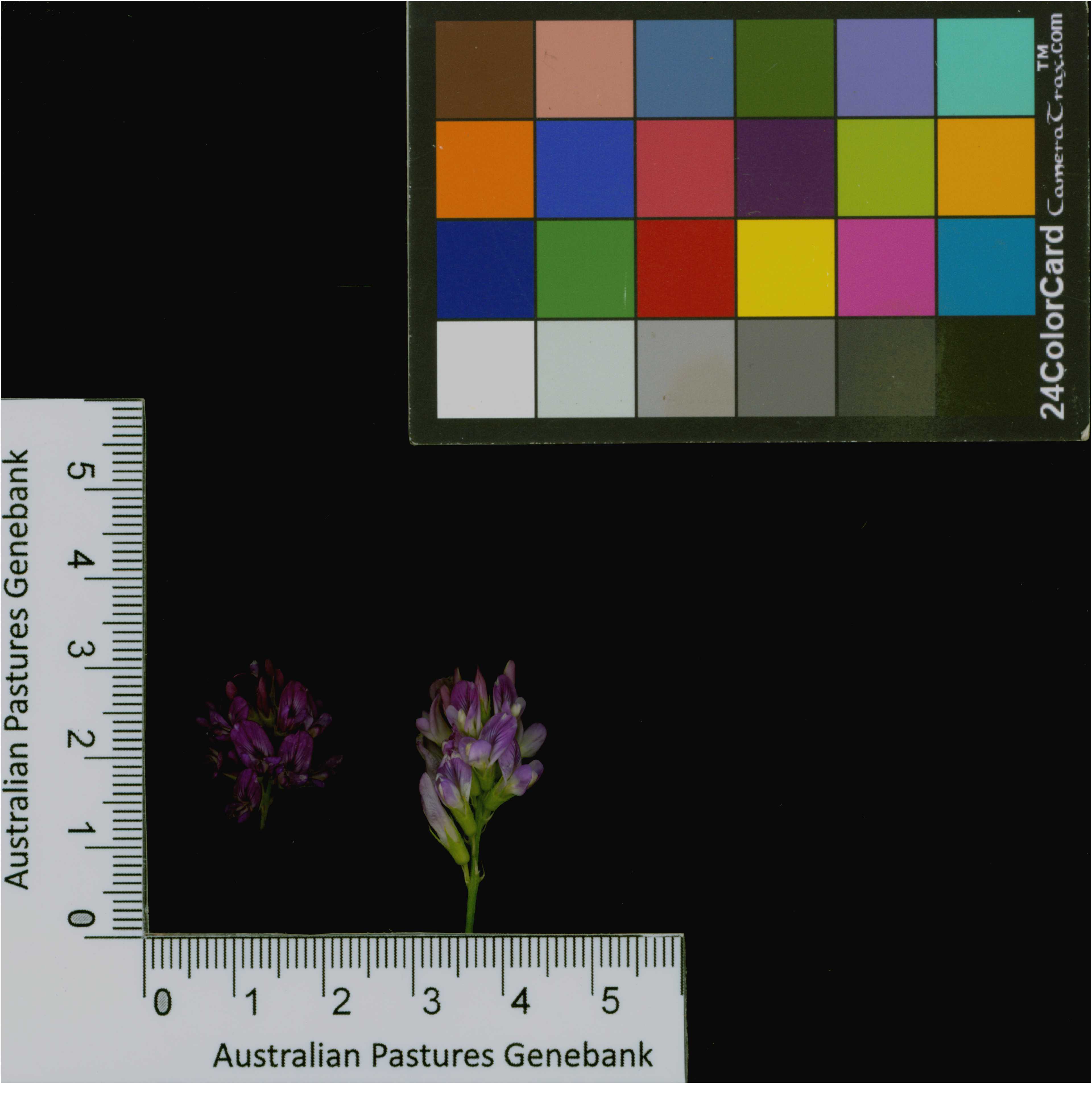 Click for 3 image(s) for this accession. Image