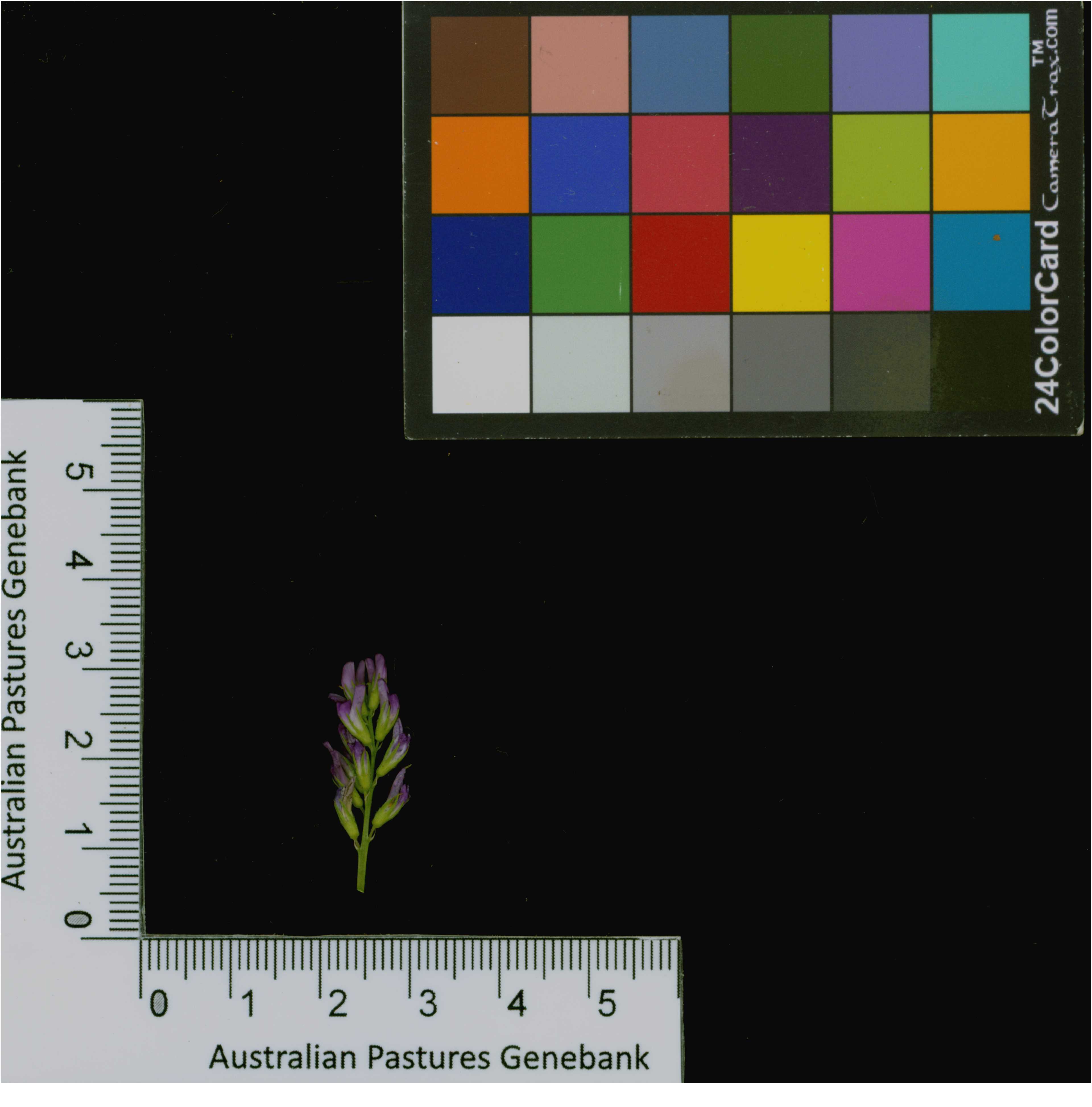 Click for 3 image(s) for this accession. Image