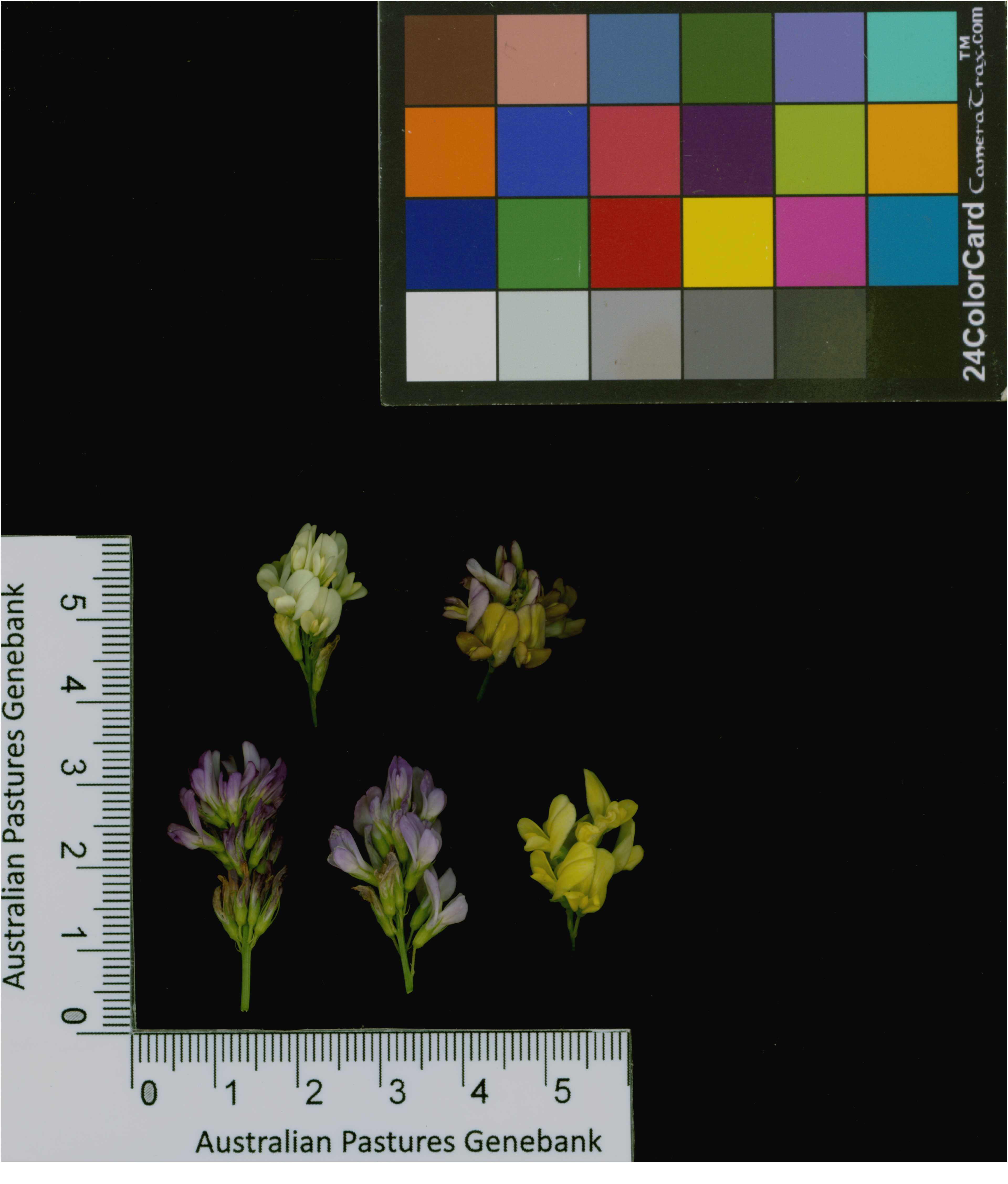 Click for 7 image(s) for this accession. Image