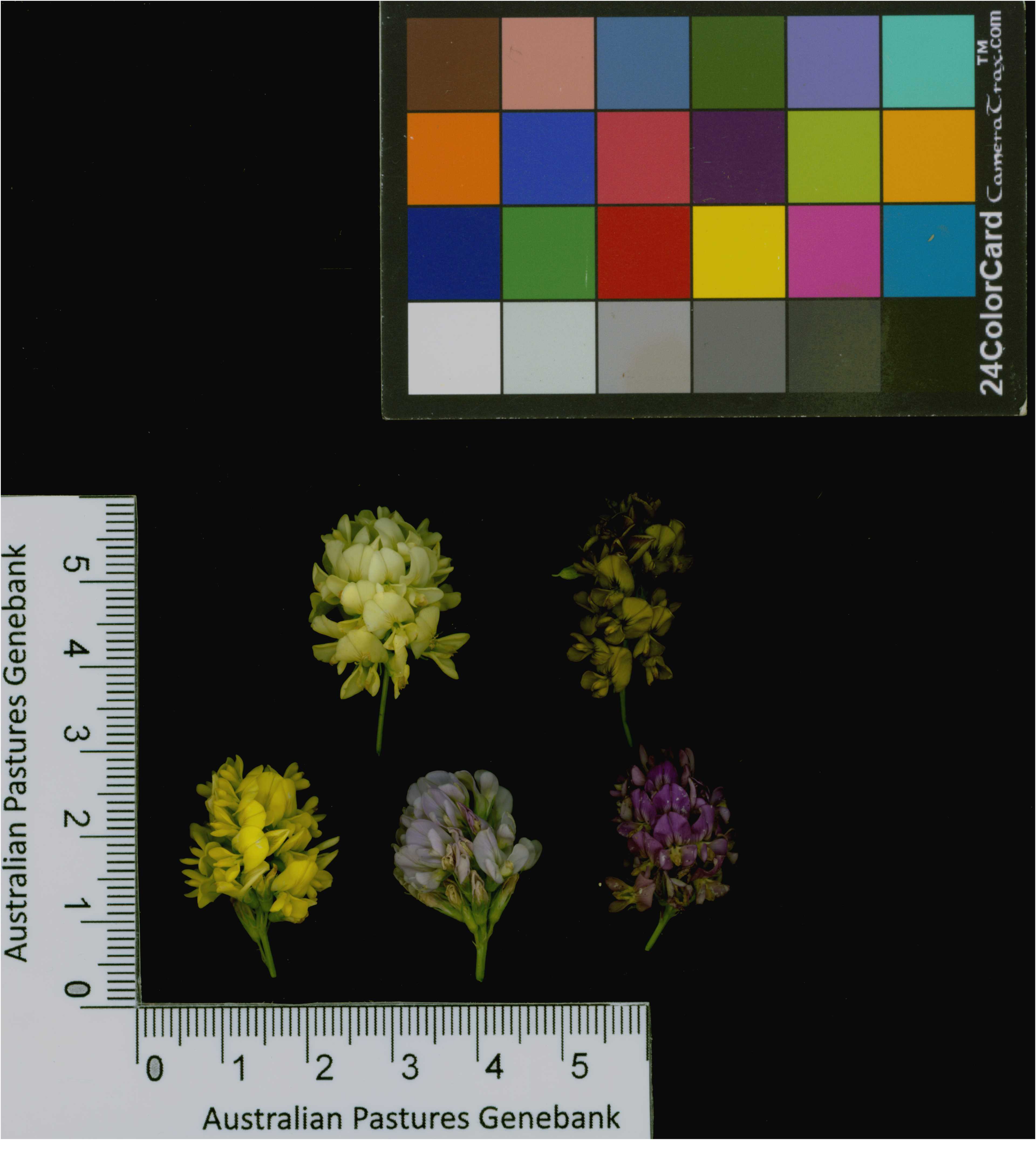 Click for 4 image(s) for this accession. Image