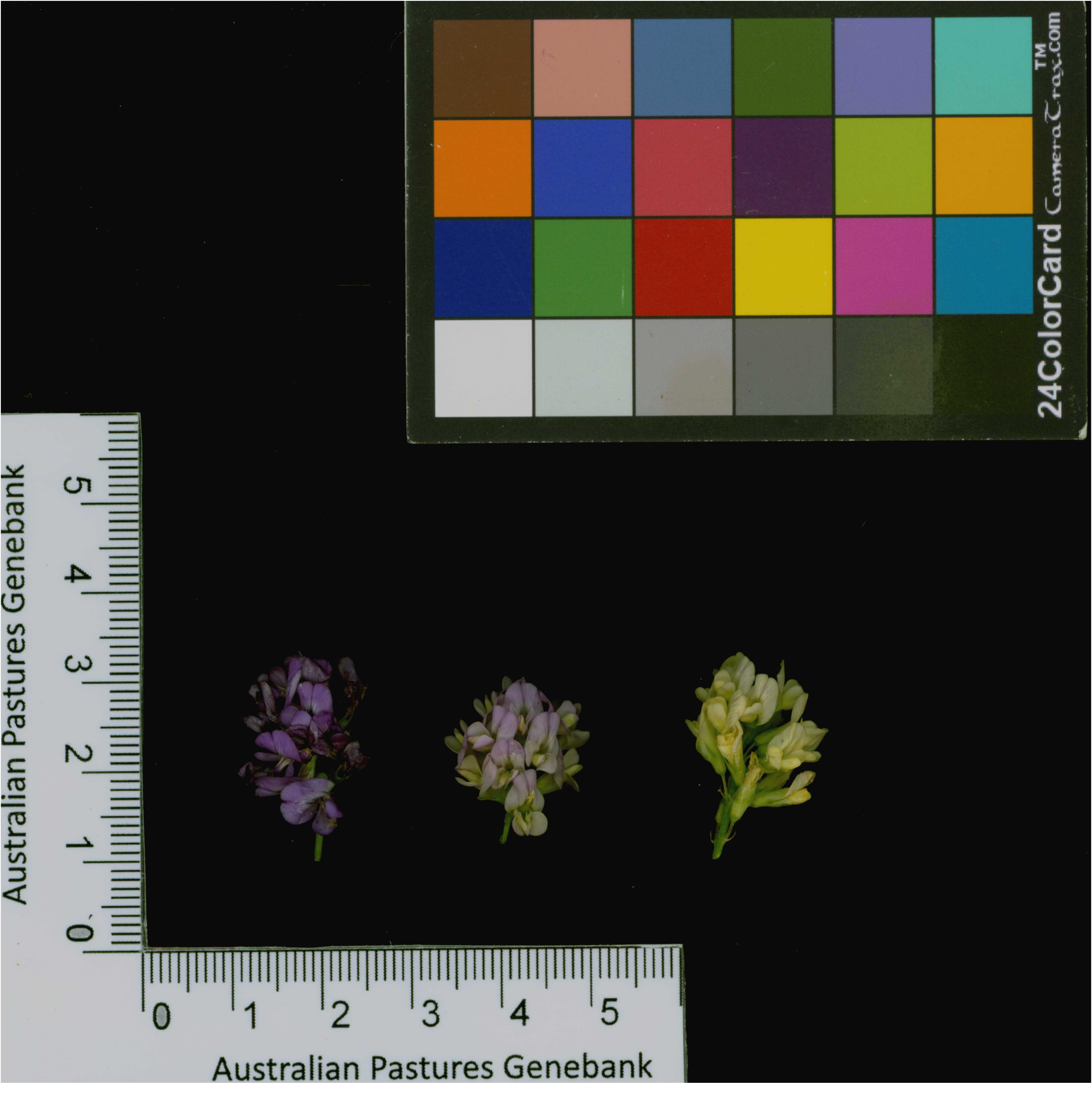 Click for 4 image(s) for this accession. Image