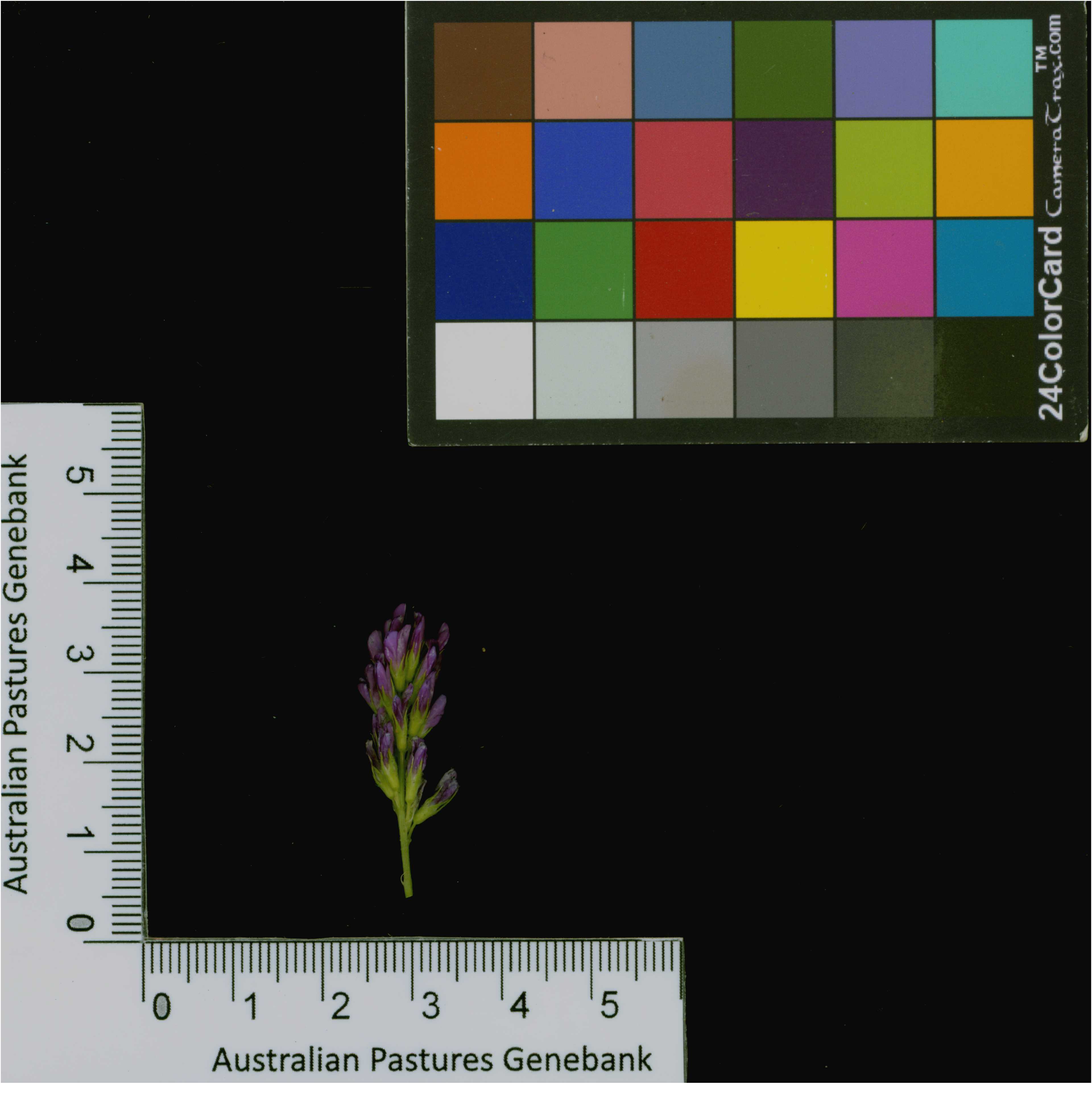 Click for 4 image(s) for this accession. Image