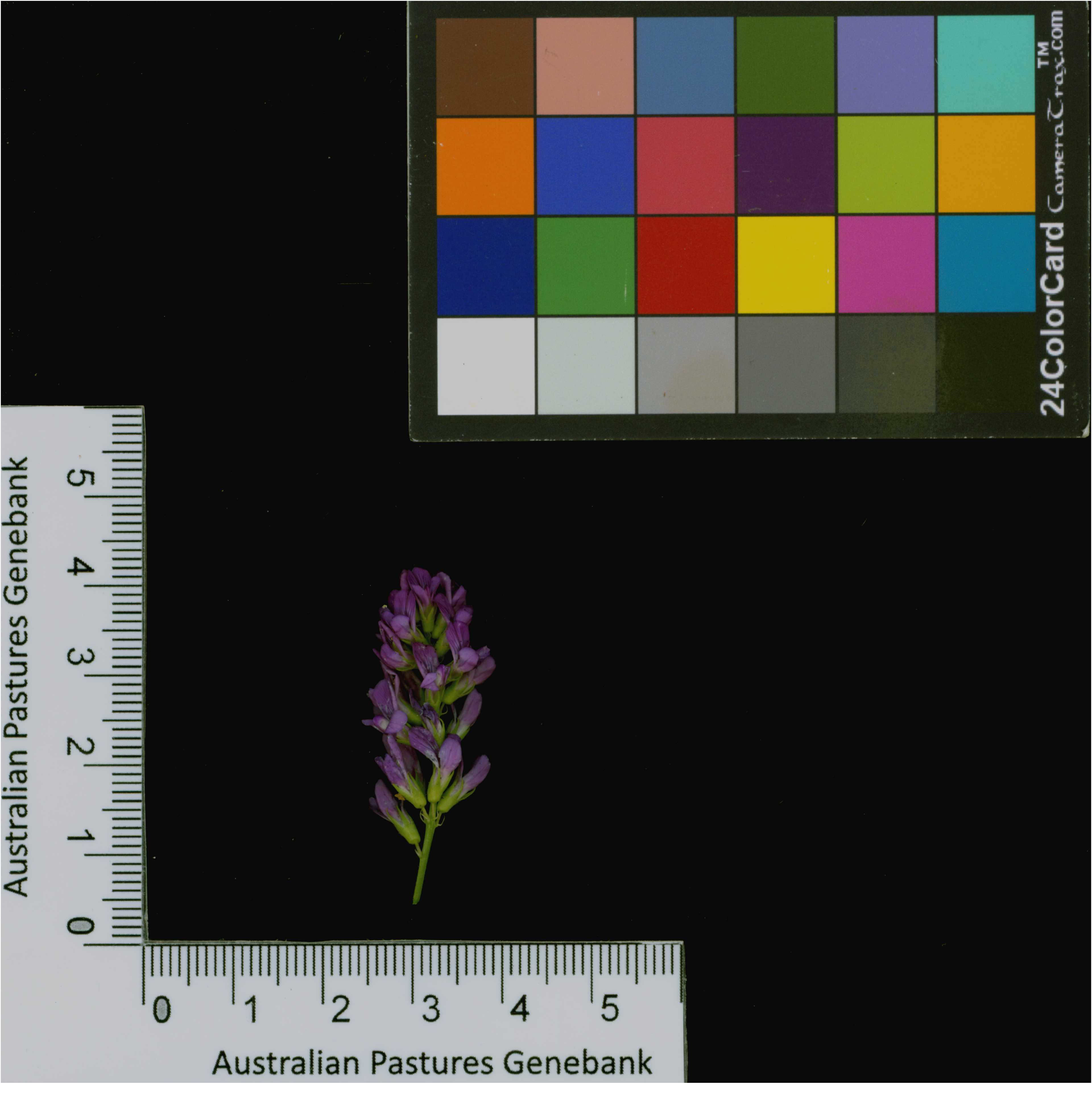 Click for 3 image(s) for this accession. Image