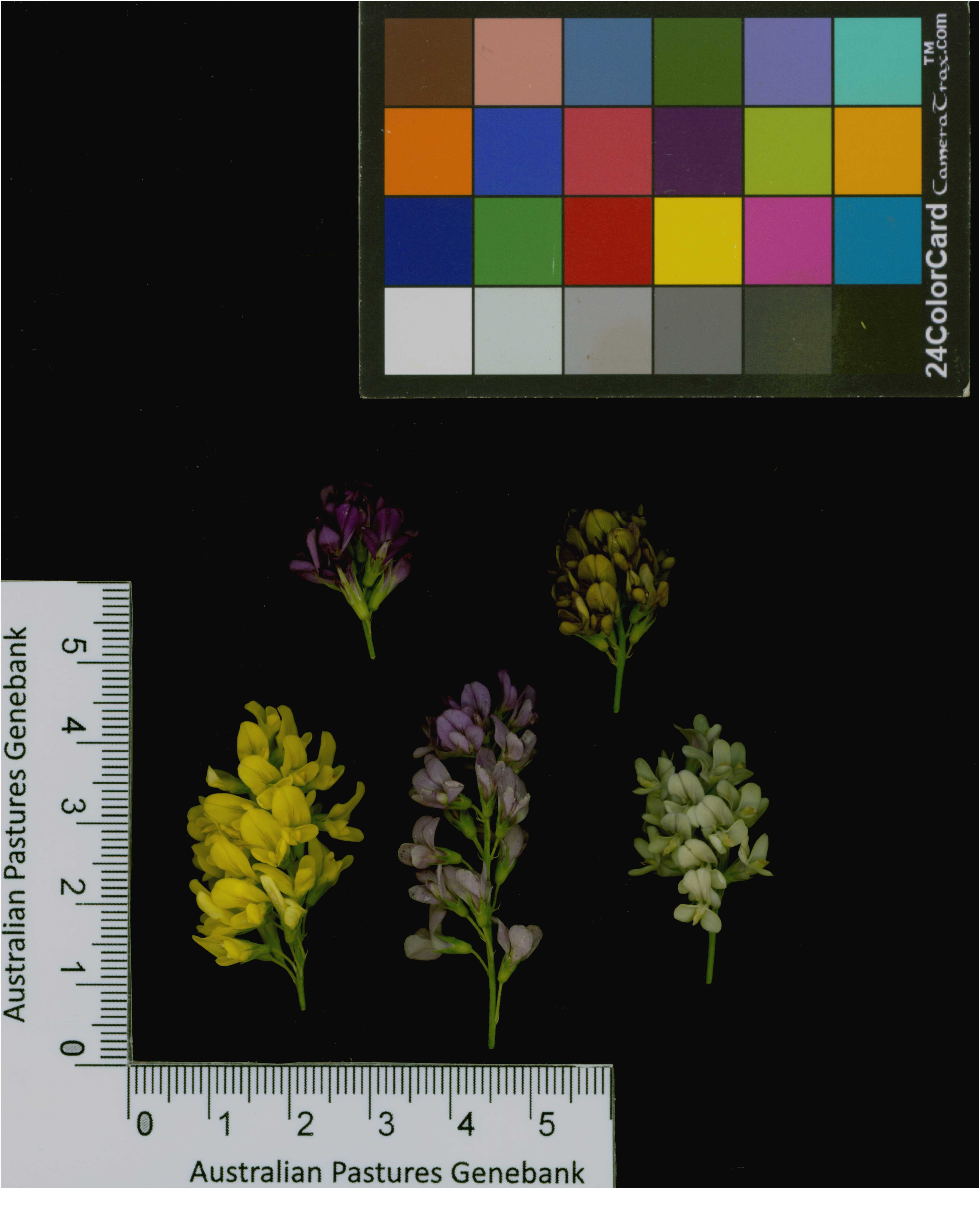 Click for 4 image(s) for this accession. Image