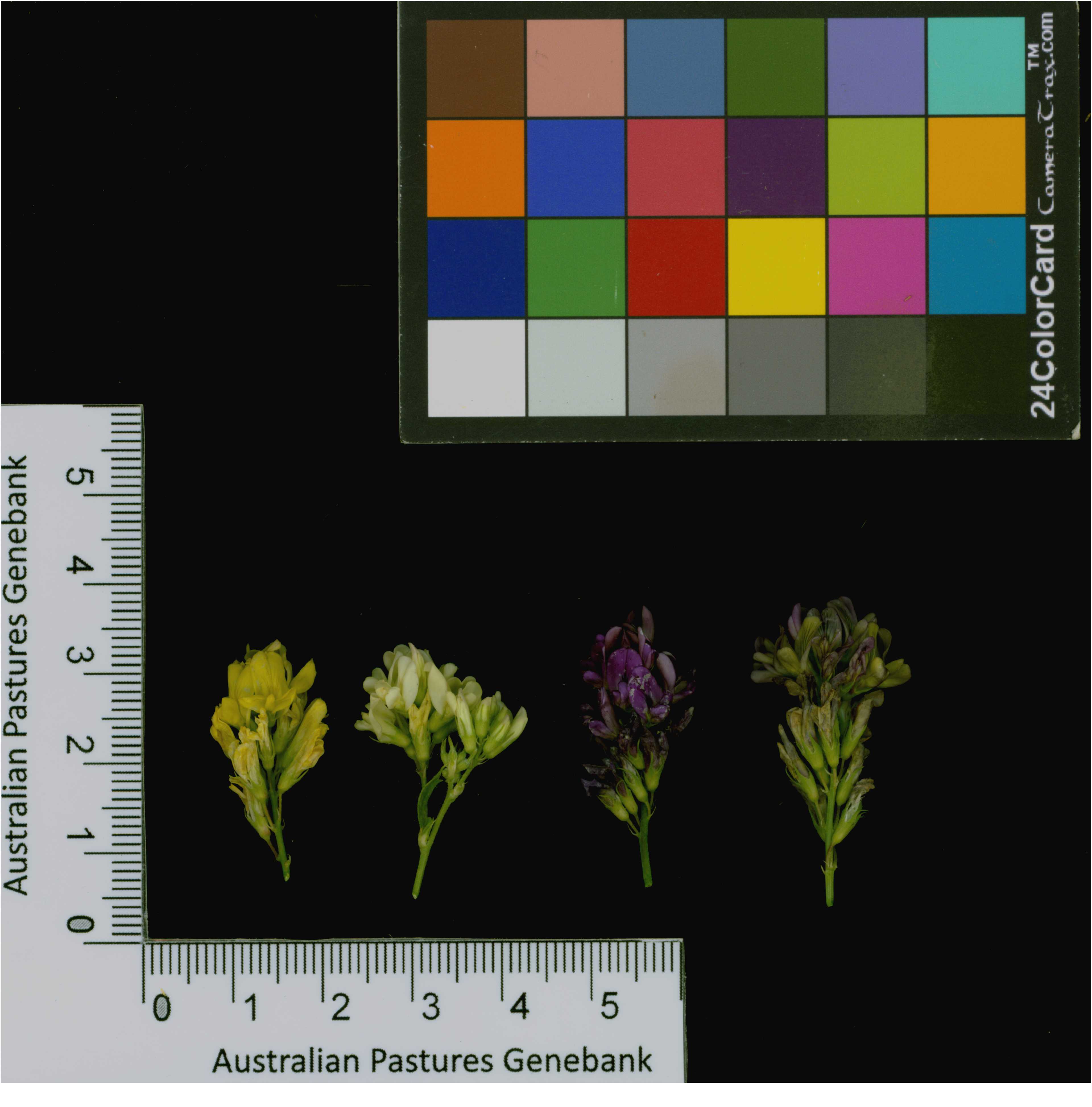 Click for 4 image(s) for this accession. Image