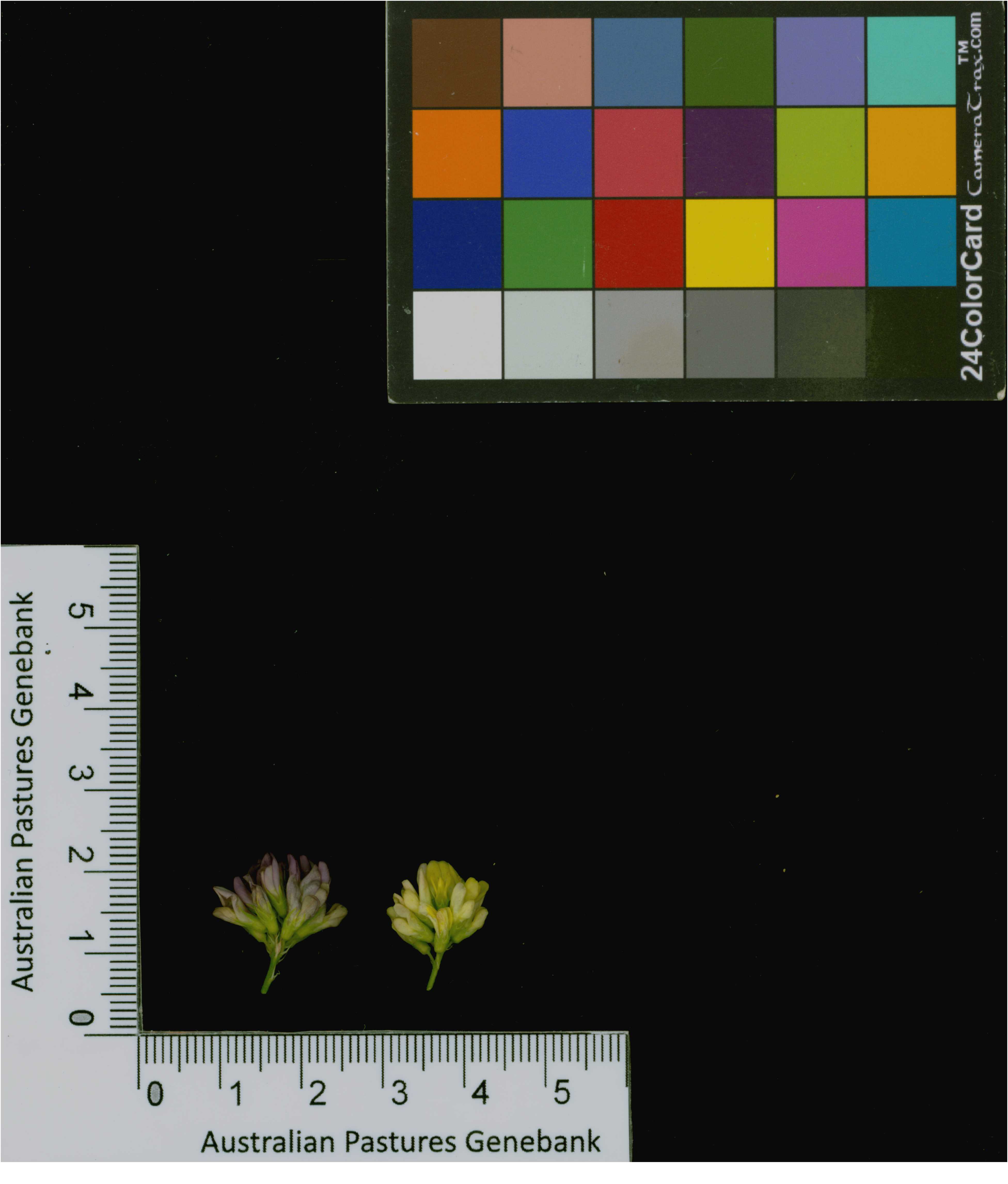 Click for 4 image(s) for this accession. Image