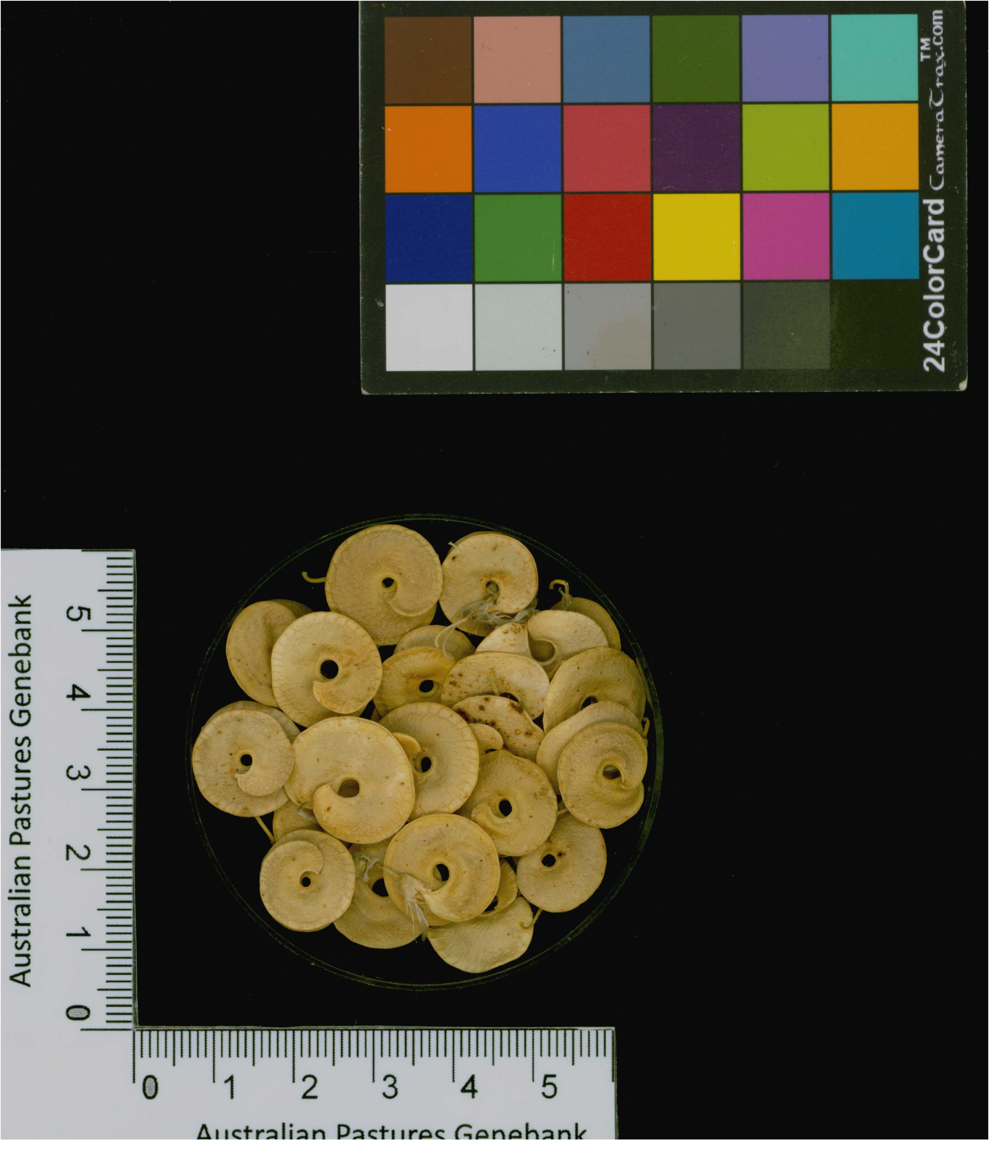 Click for 3 image(s) for this accession. Image