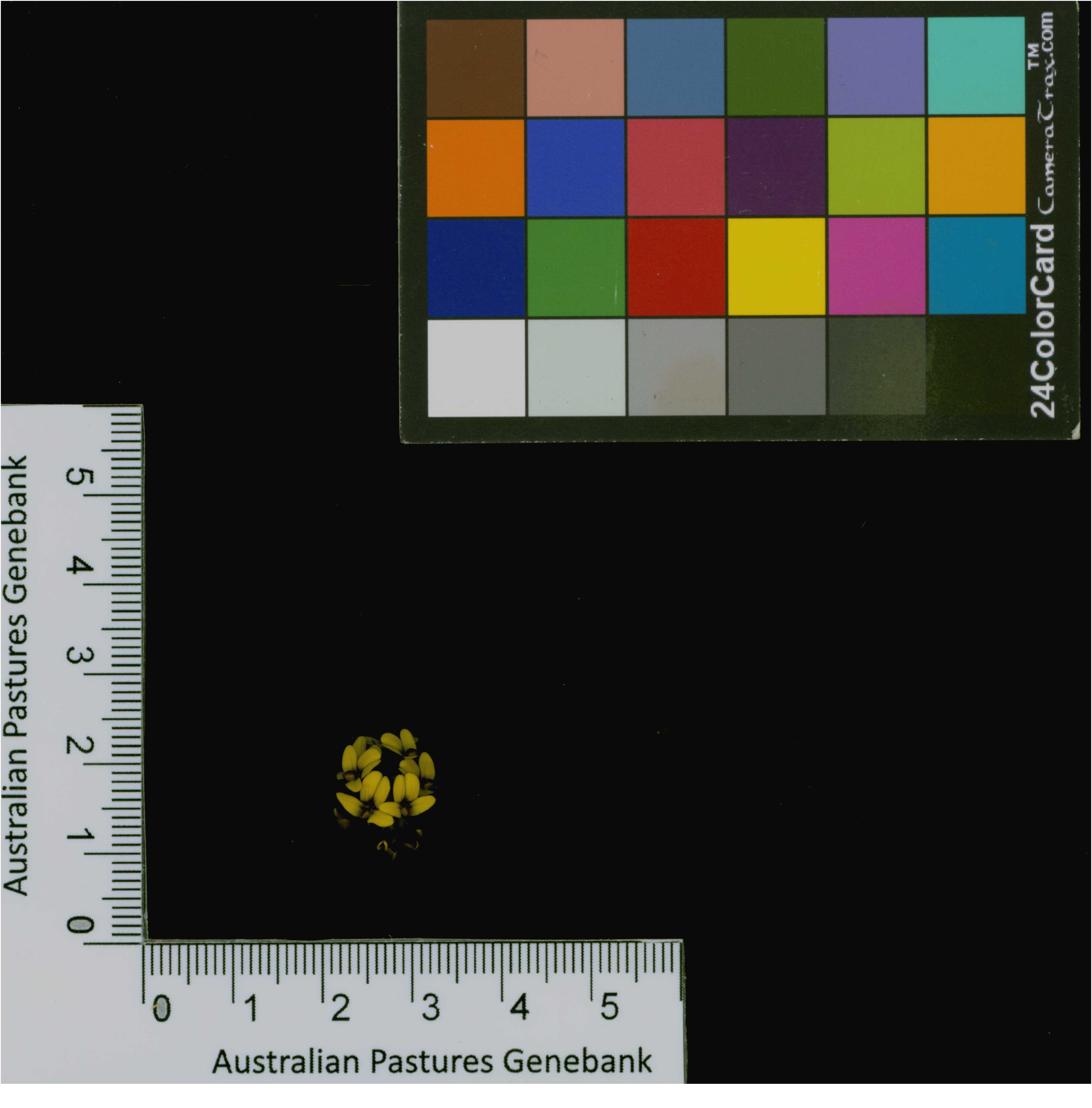 Click for 4 image(s) for this accession. Image