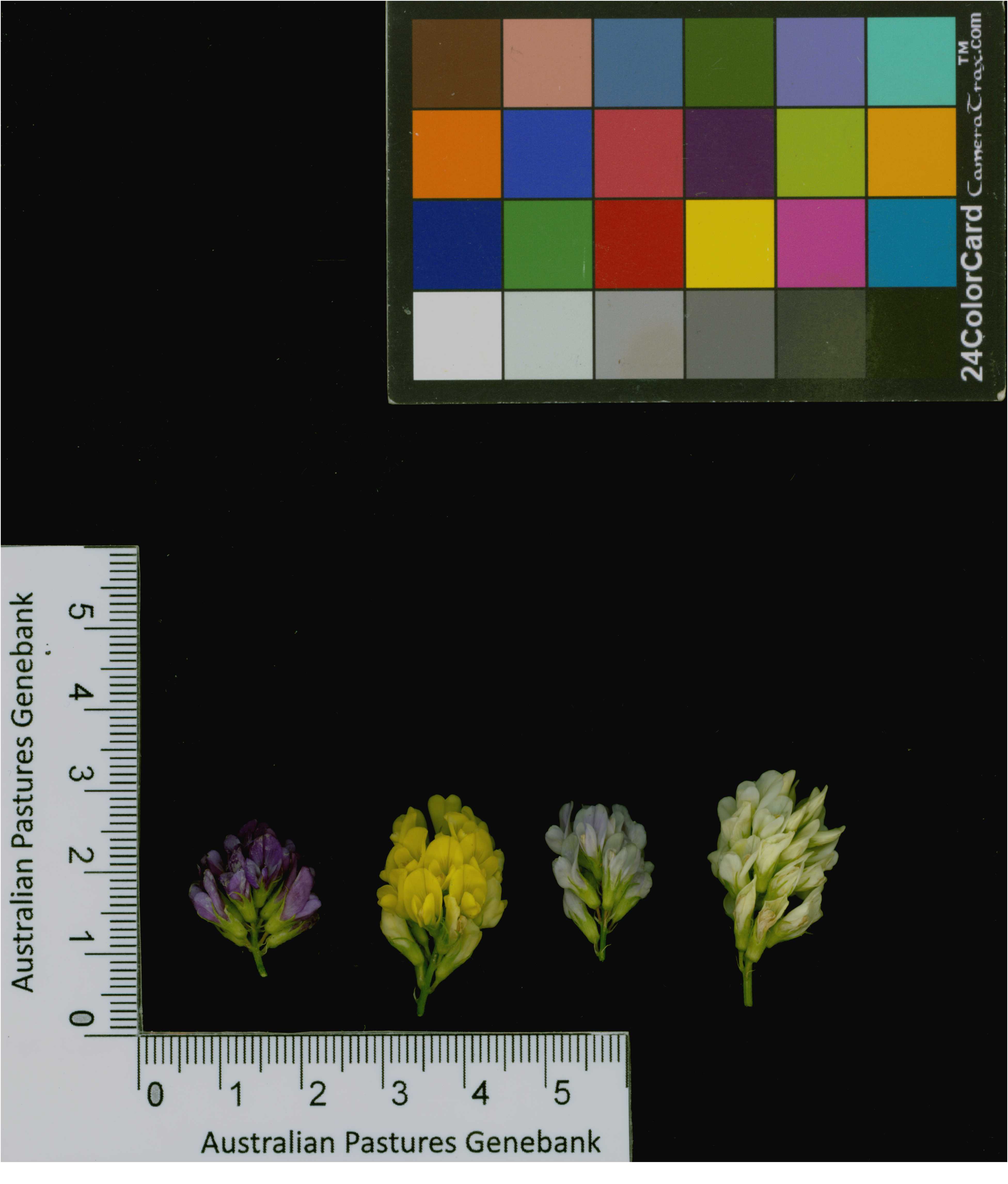 Click for 4 image(s) for this accession. Image