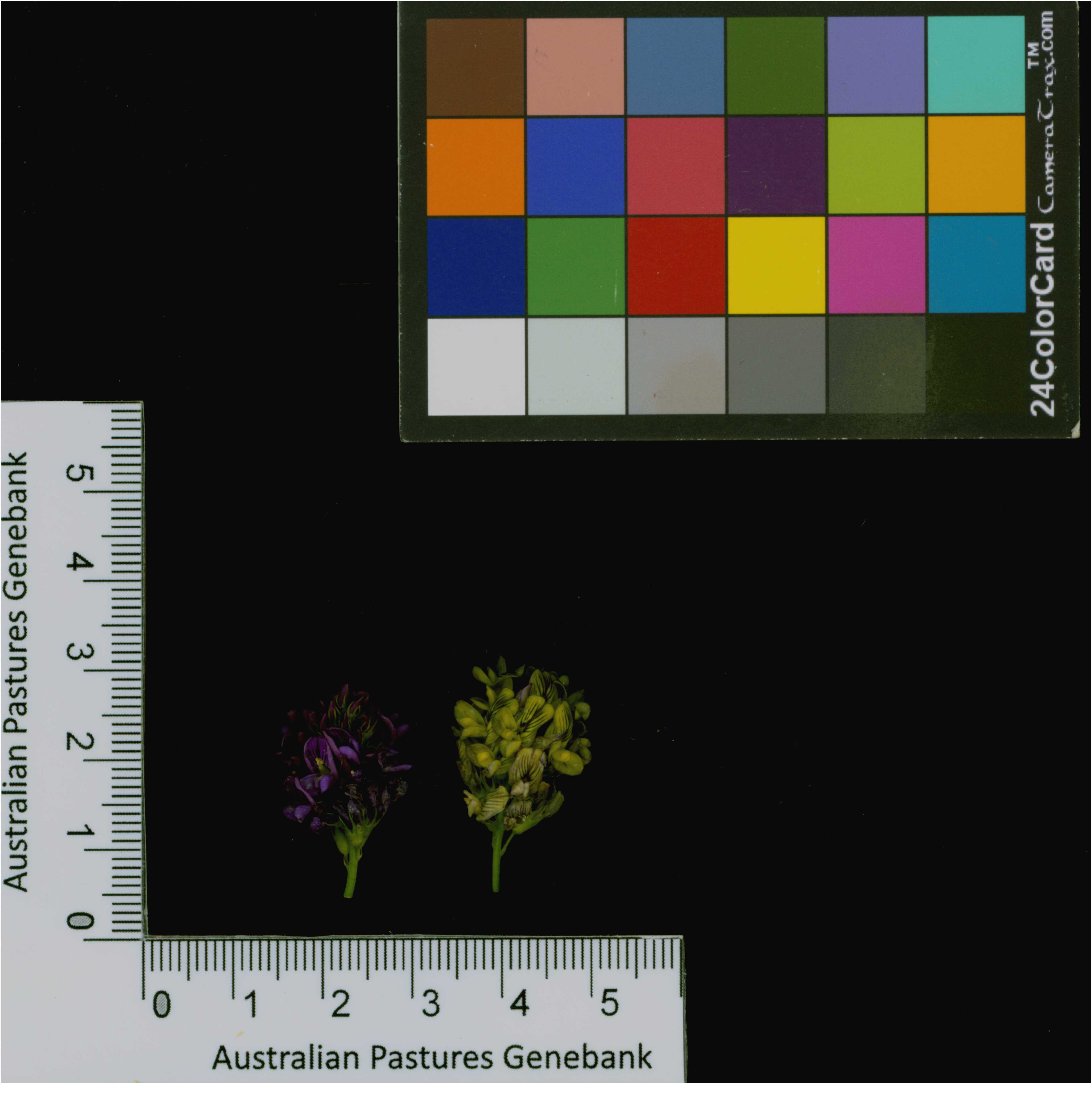 Click for 4 image(s) for this accession. Image