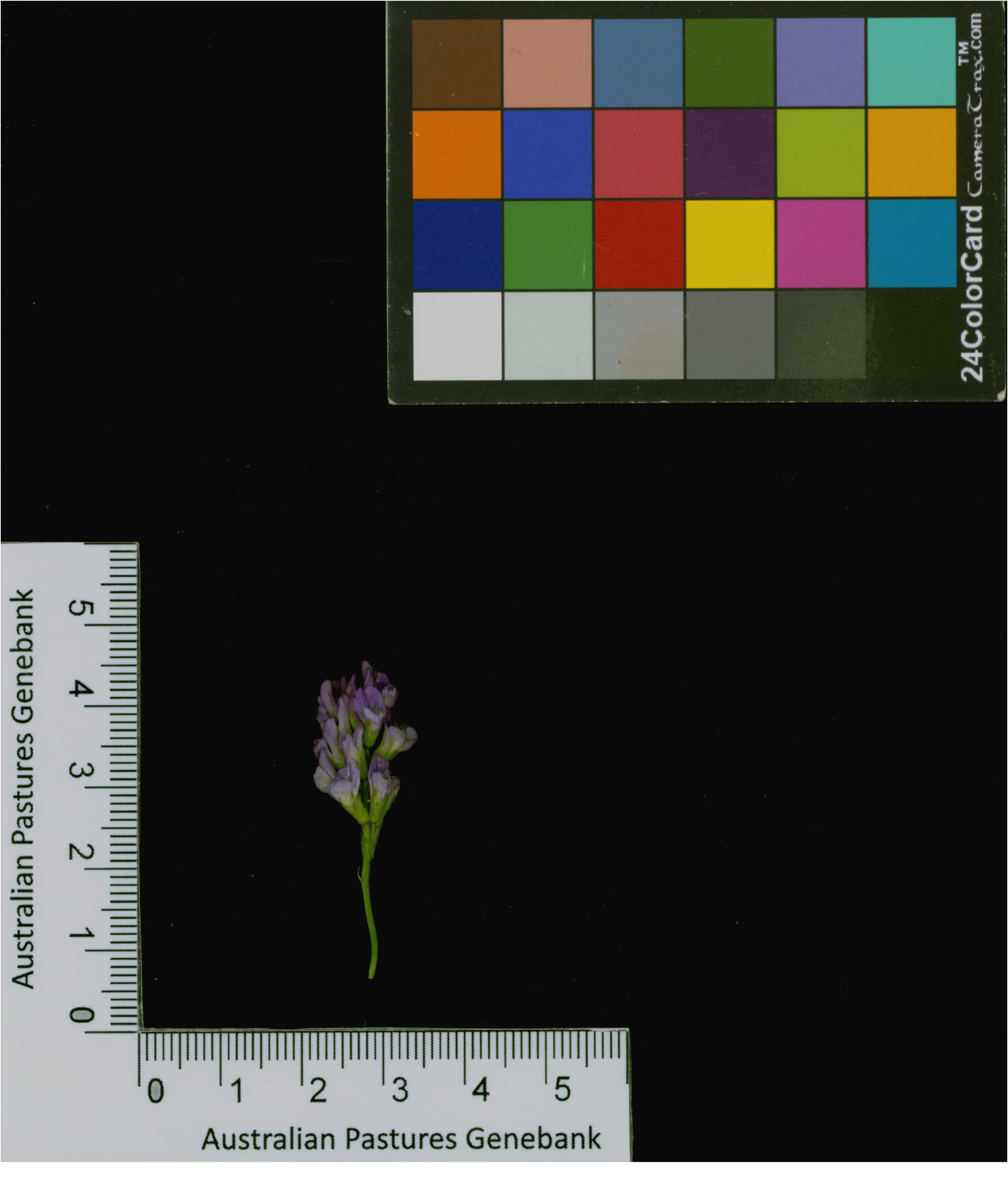 Click for 4 image(s) for this accession. Image