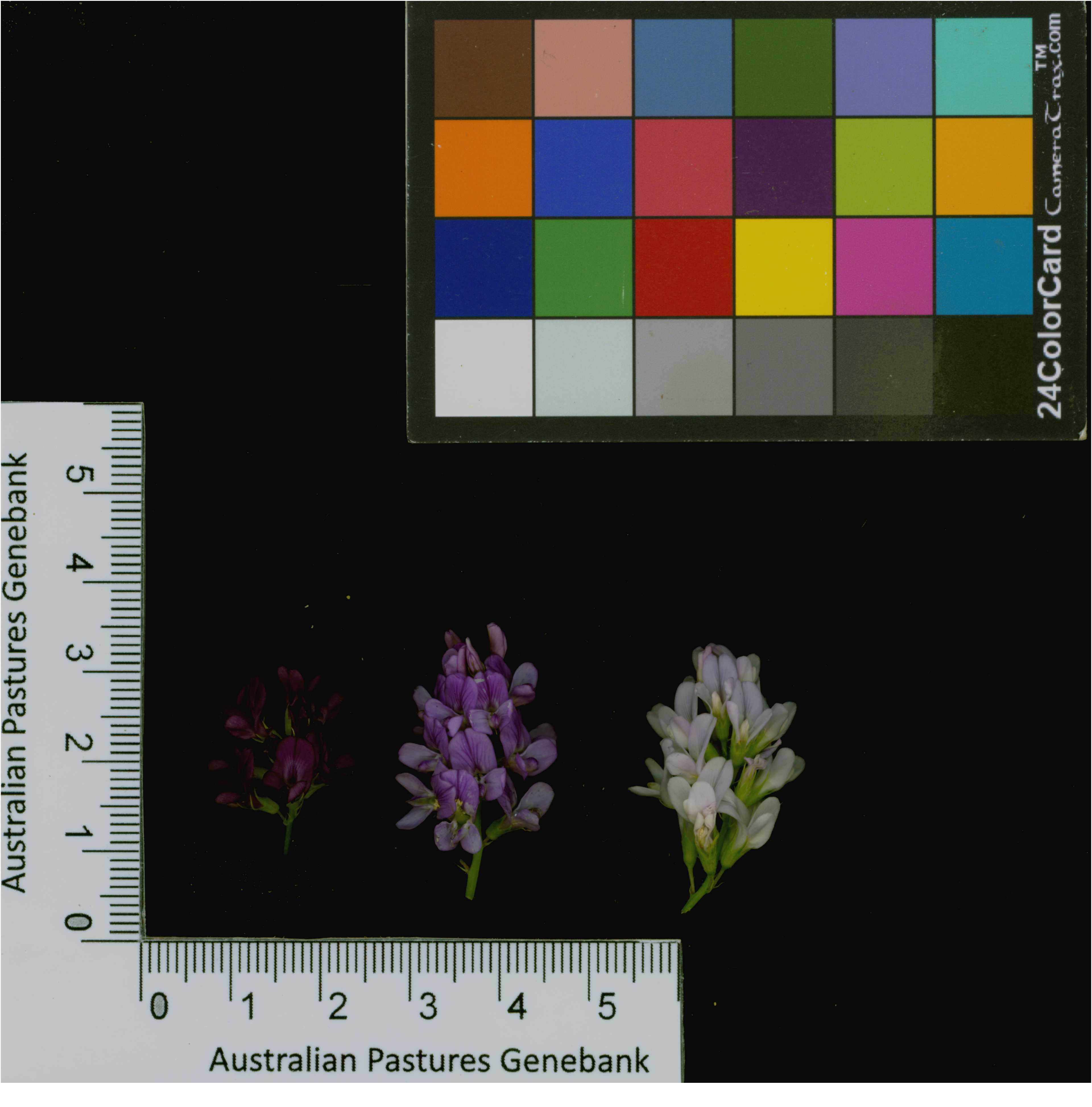 Click for 4 image(s) for this accession. Image