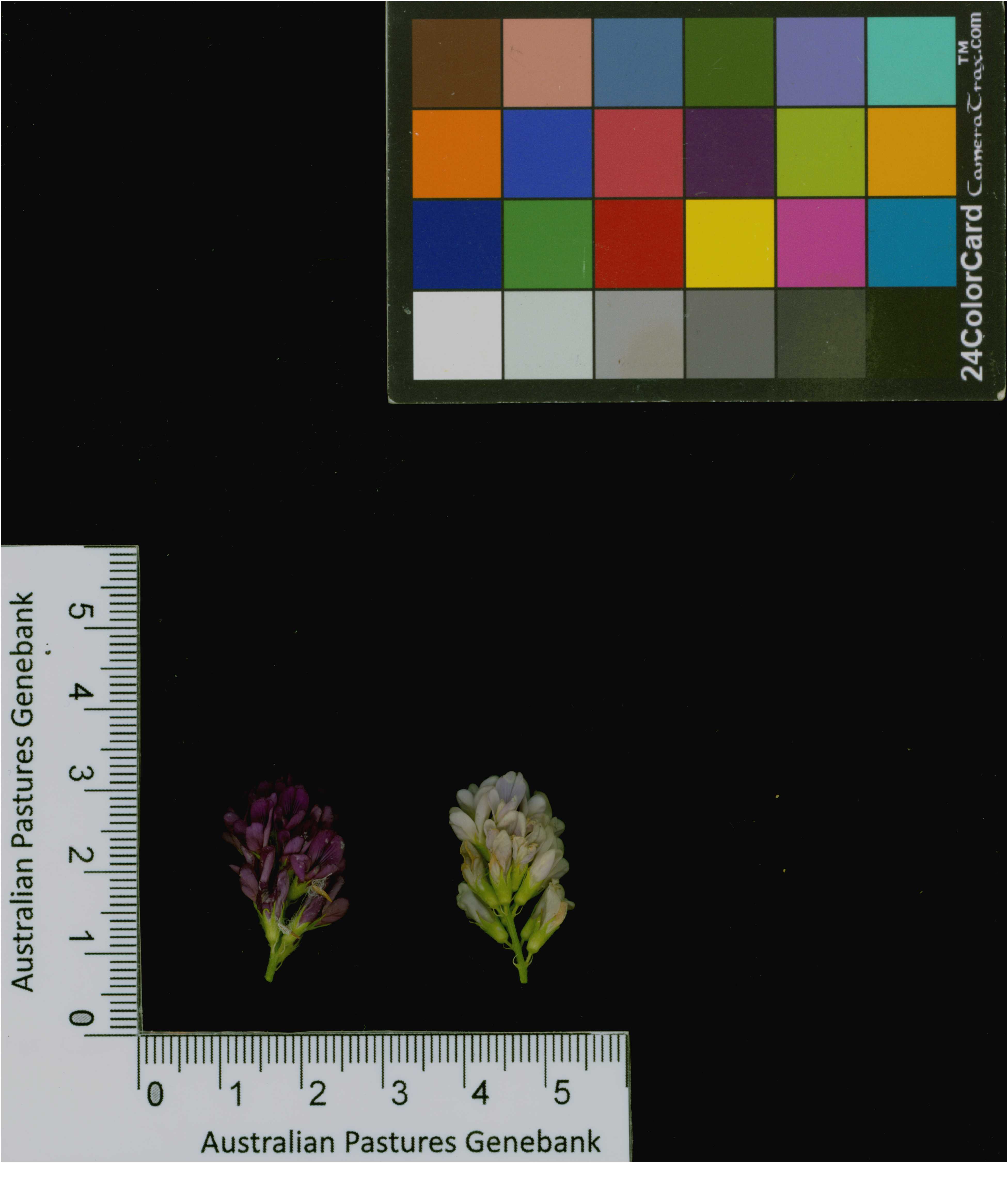 Click for 4 image(s) for this accession. Image
