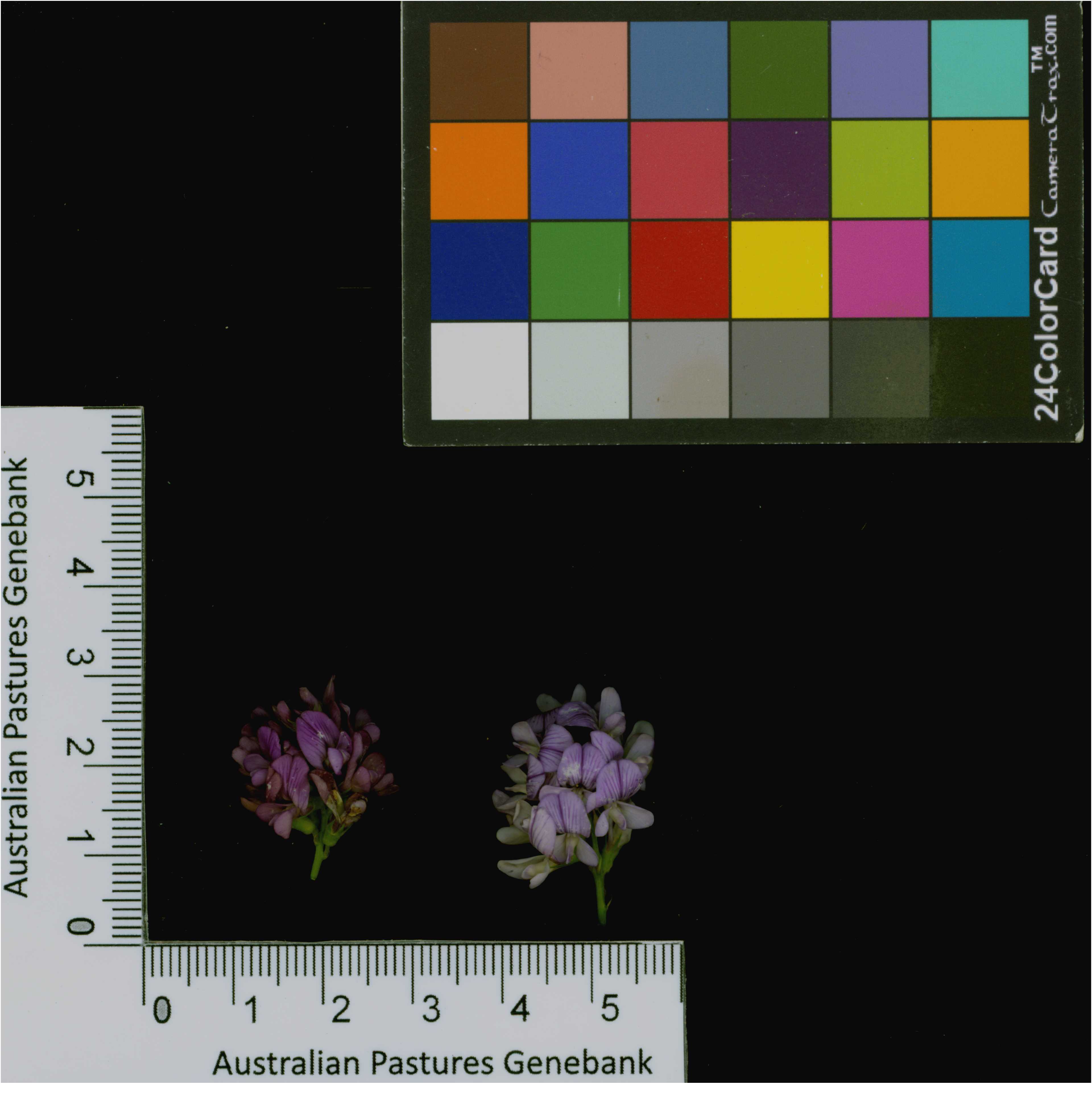 Click for 4 image(s) for this accession. Image