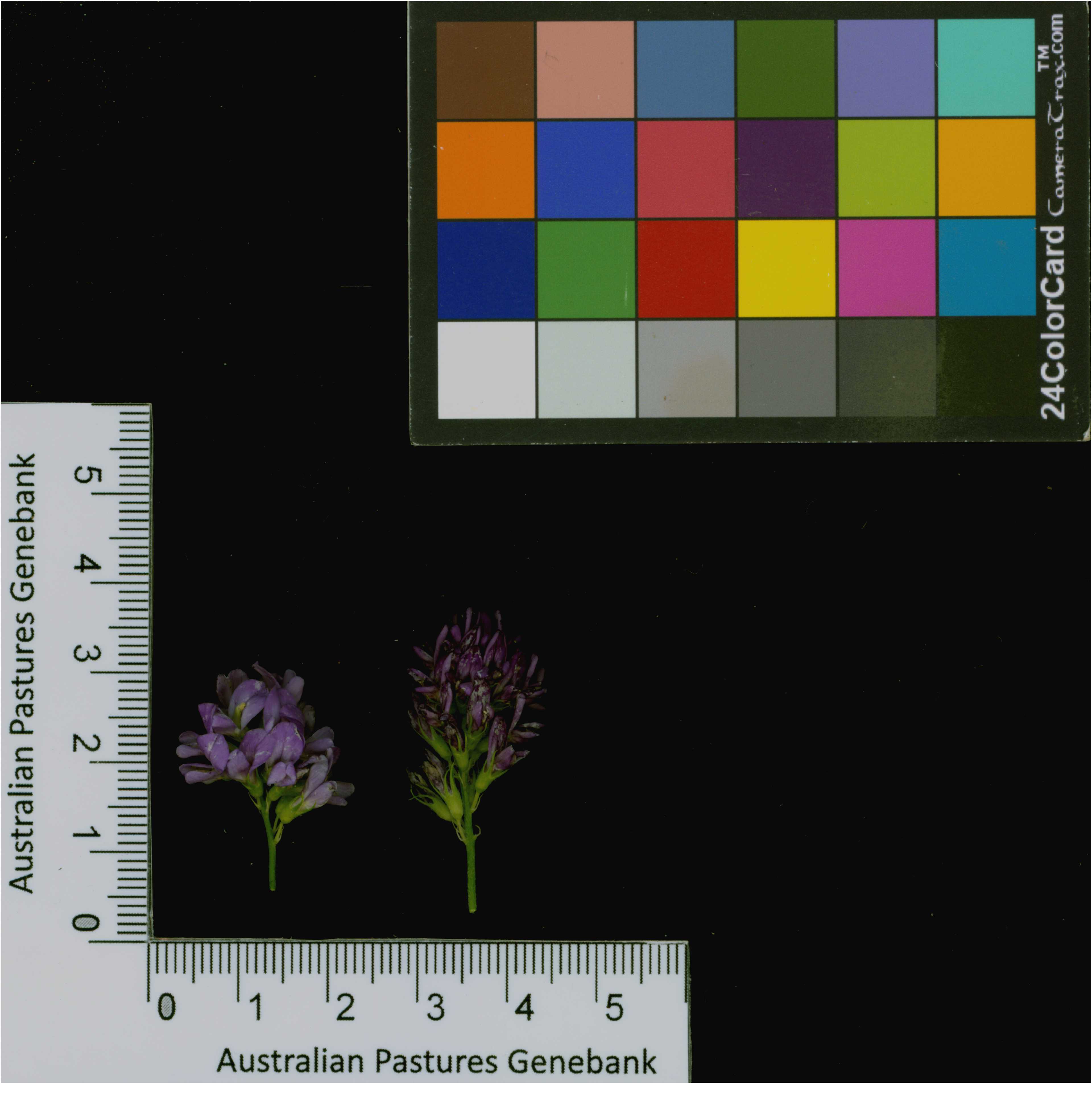 Click for 4 image(s) for this accession. Image