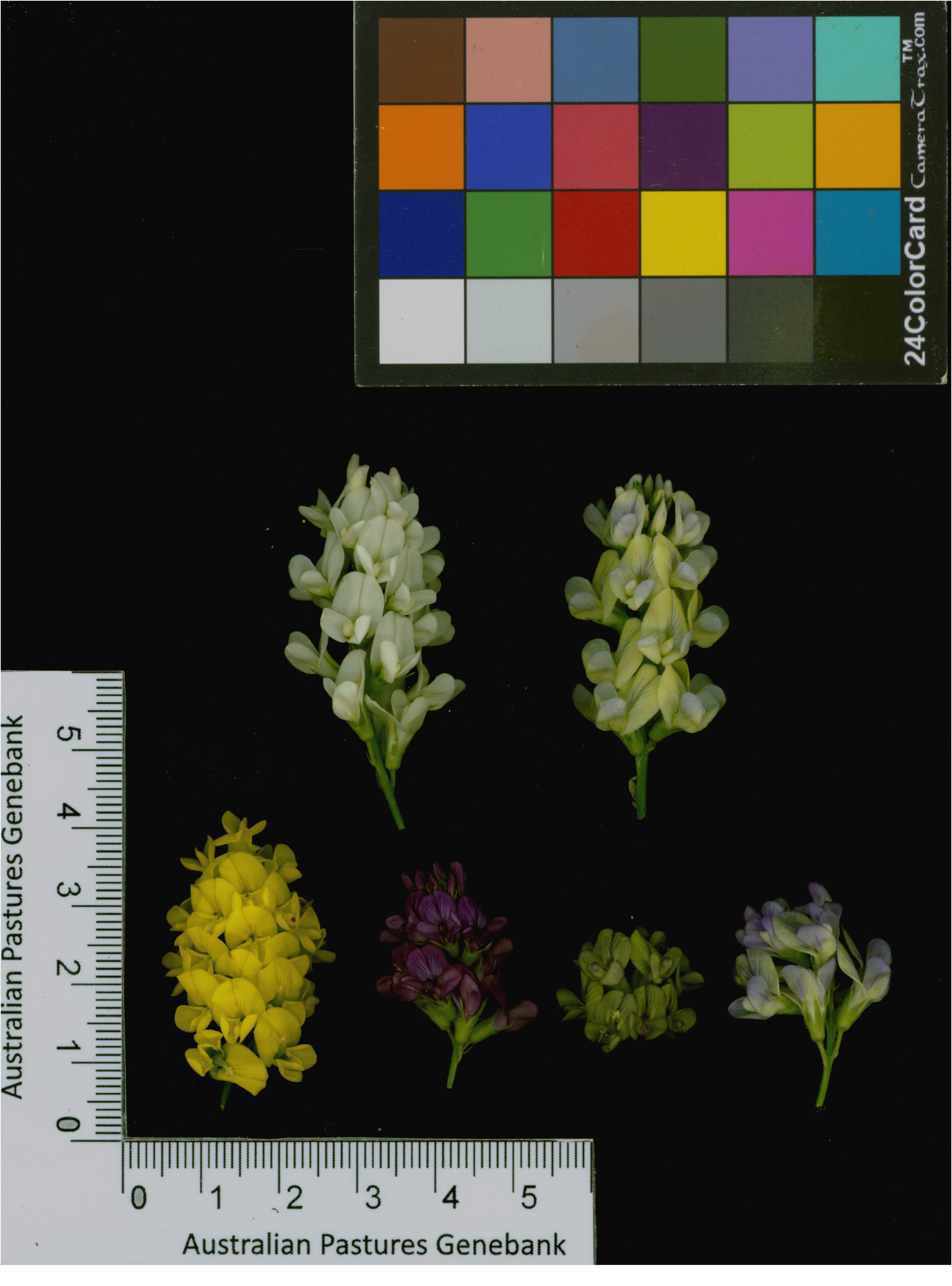 Click for 4 image(s) for this accession. Image