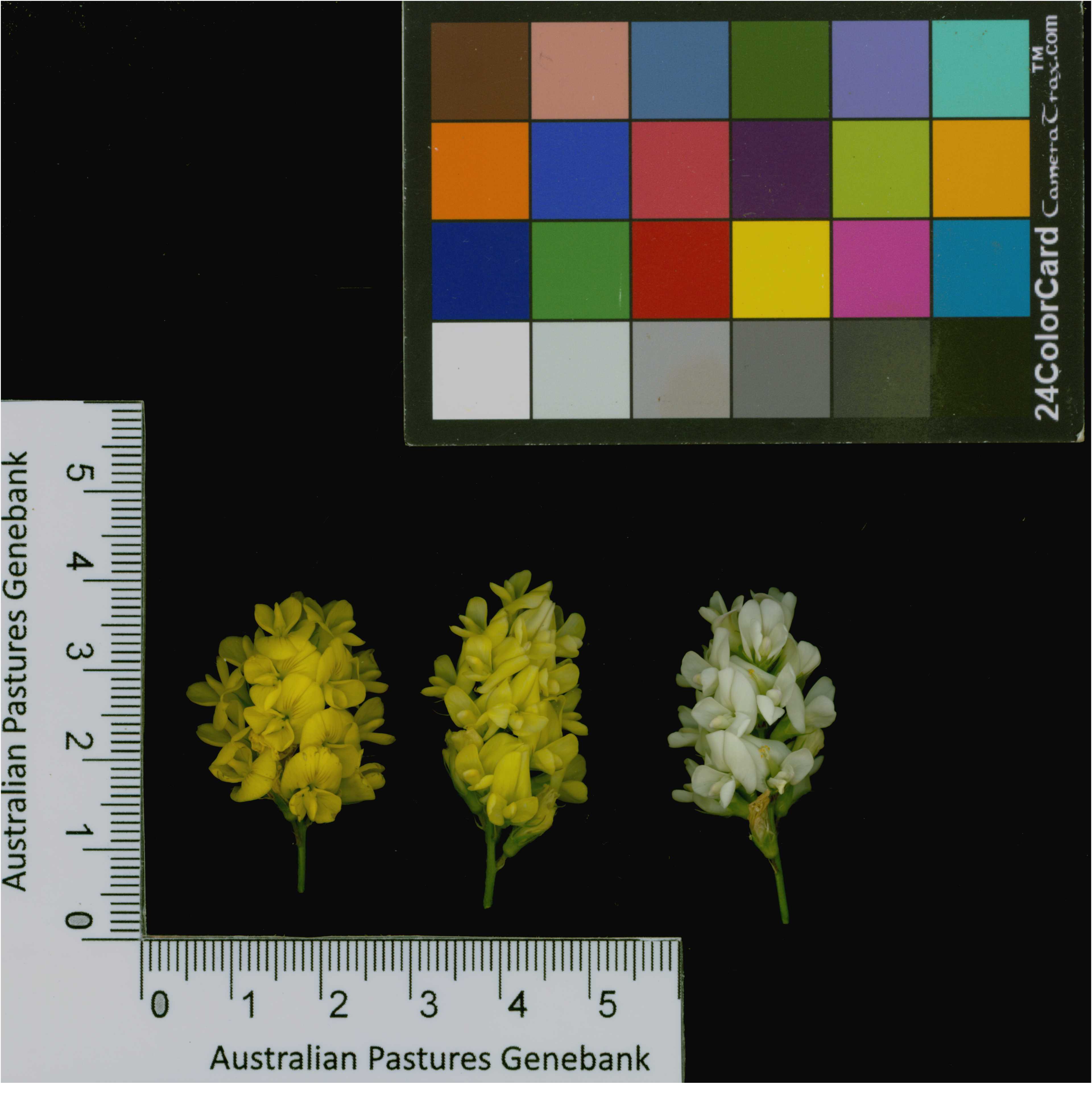 Click for 4 image(s) for this accession. Image