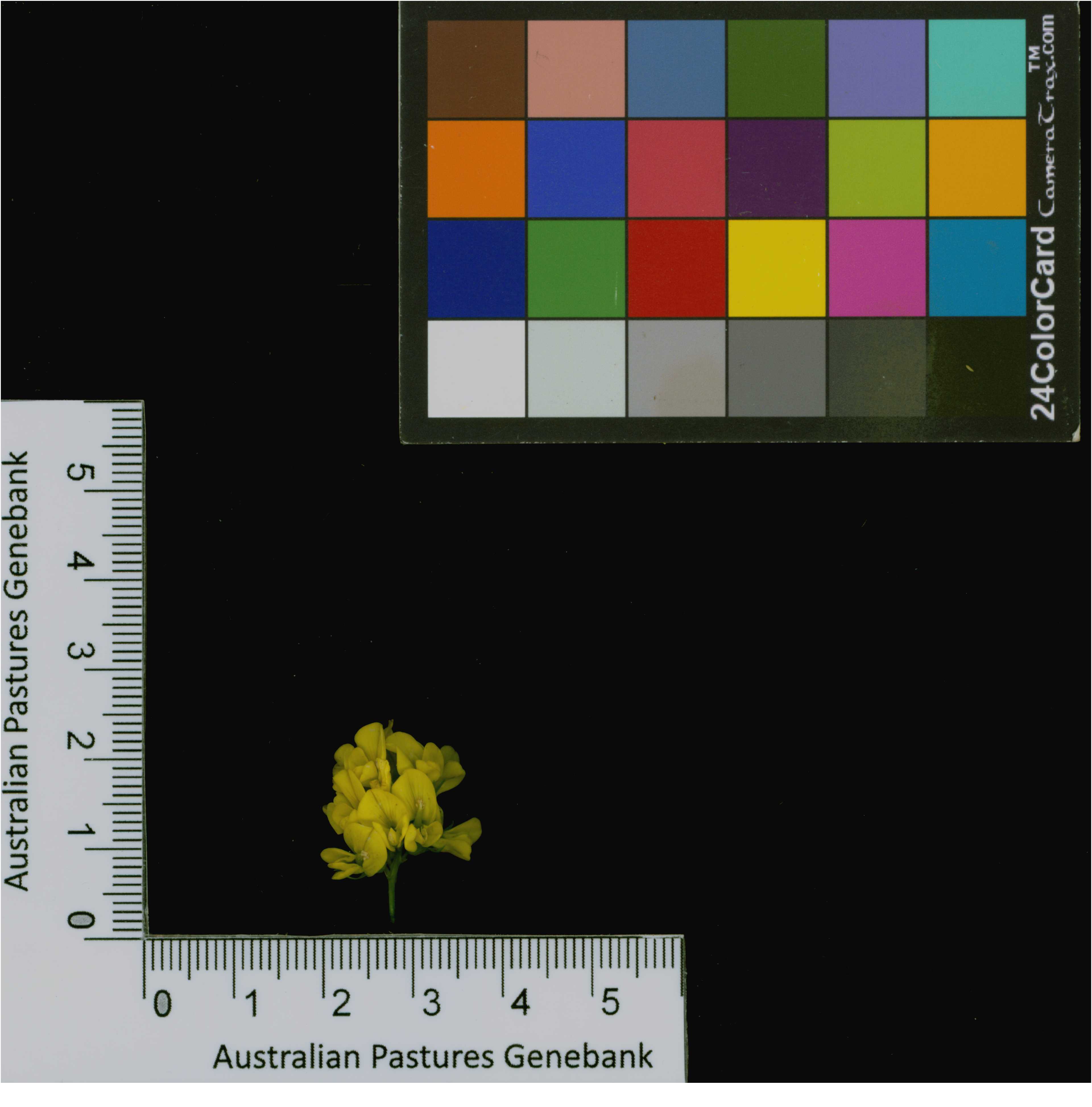 Click for 4 image(s) for this accession. Image
