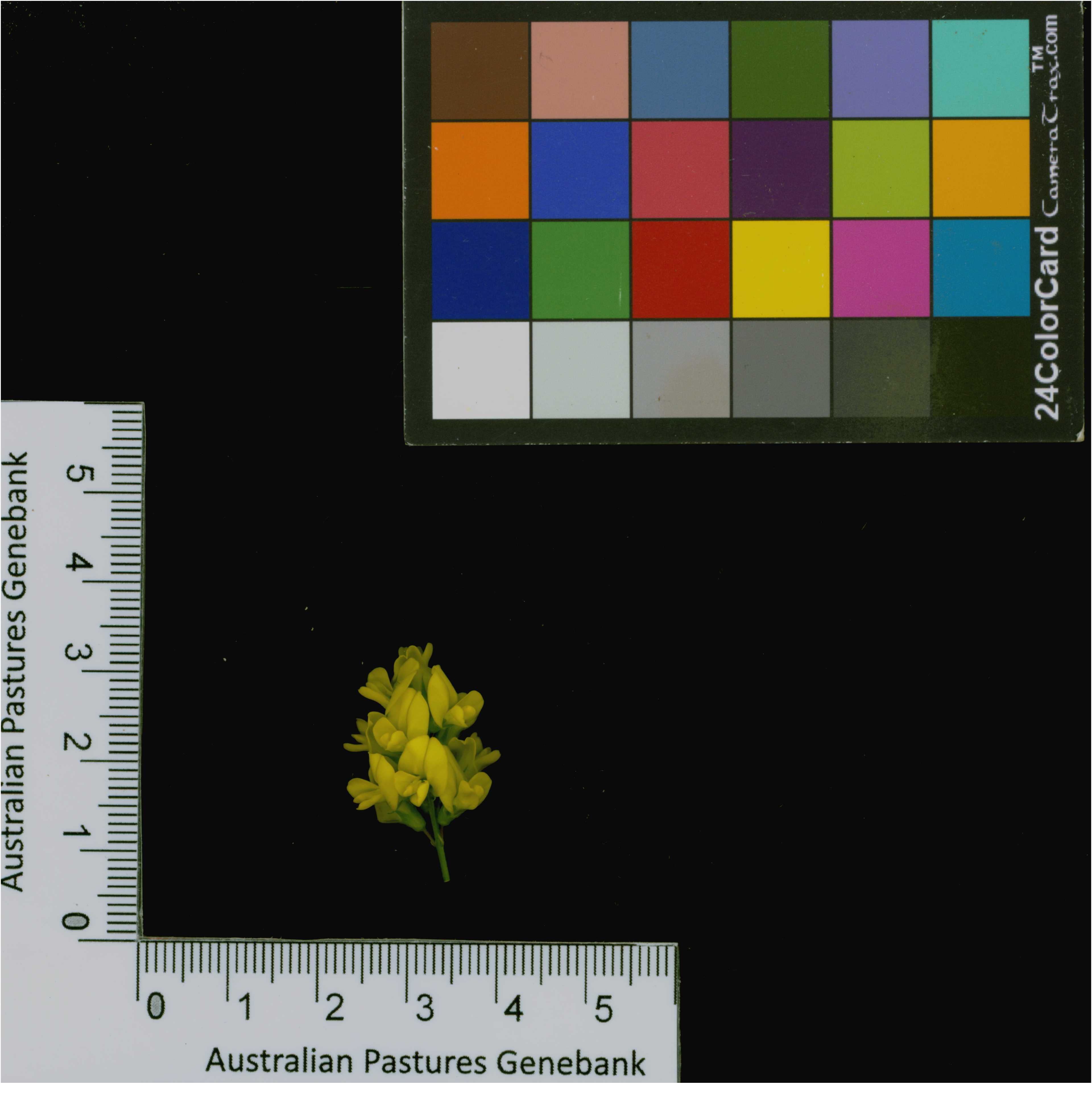 Click for 4 image(s) for this accession. Image