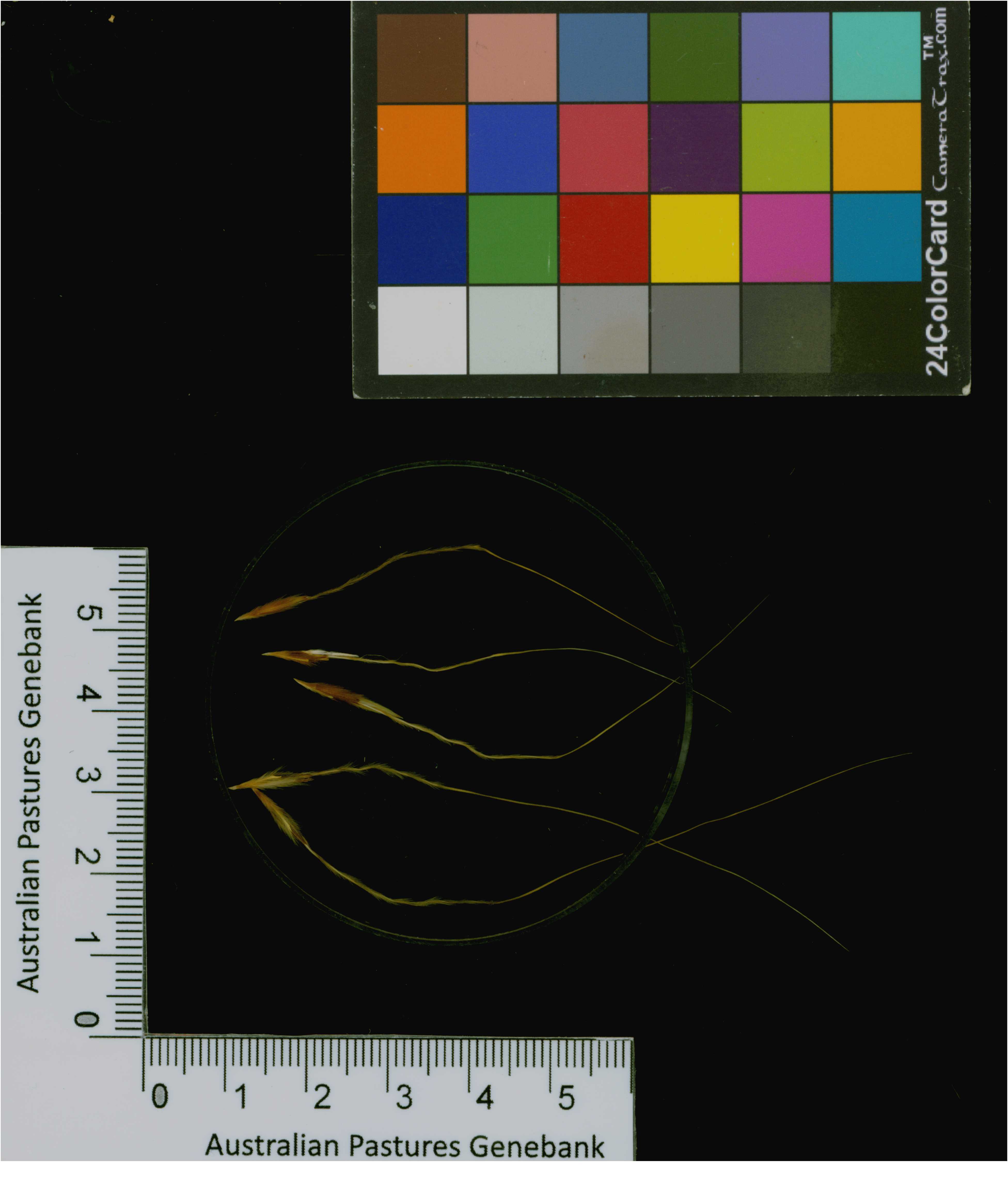 Click for 1 image(s) for this accession. Image