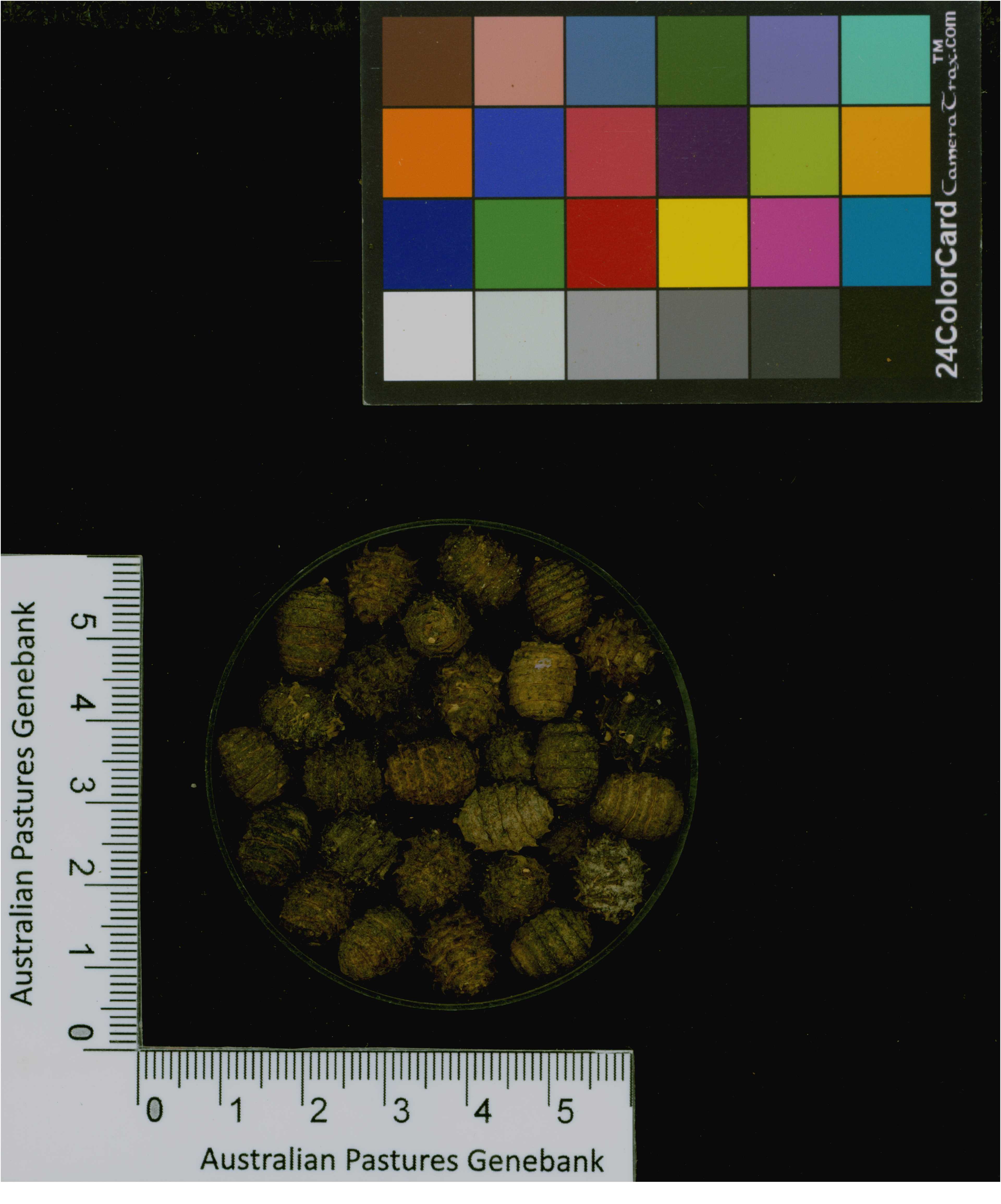 Click for 3 image(s) for this accession. Image