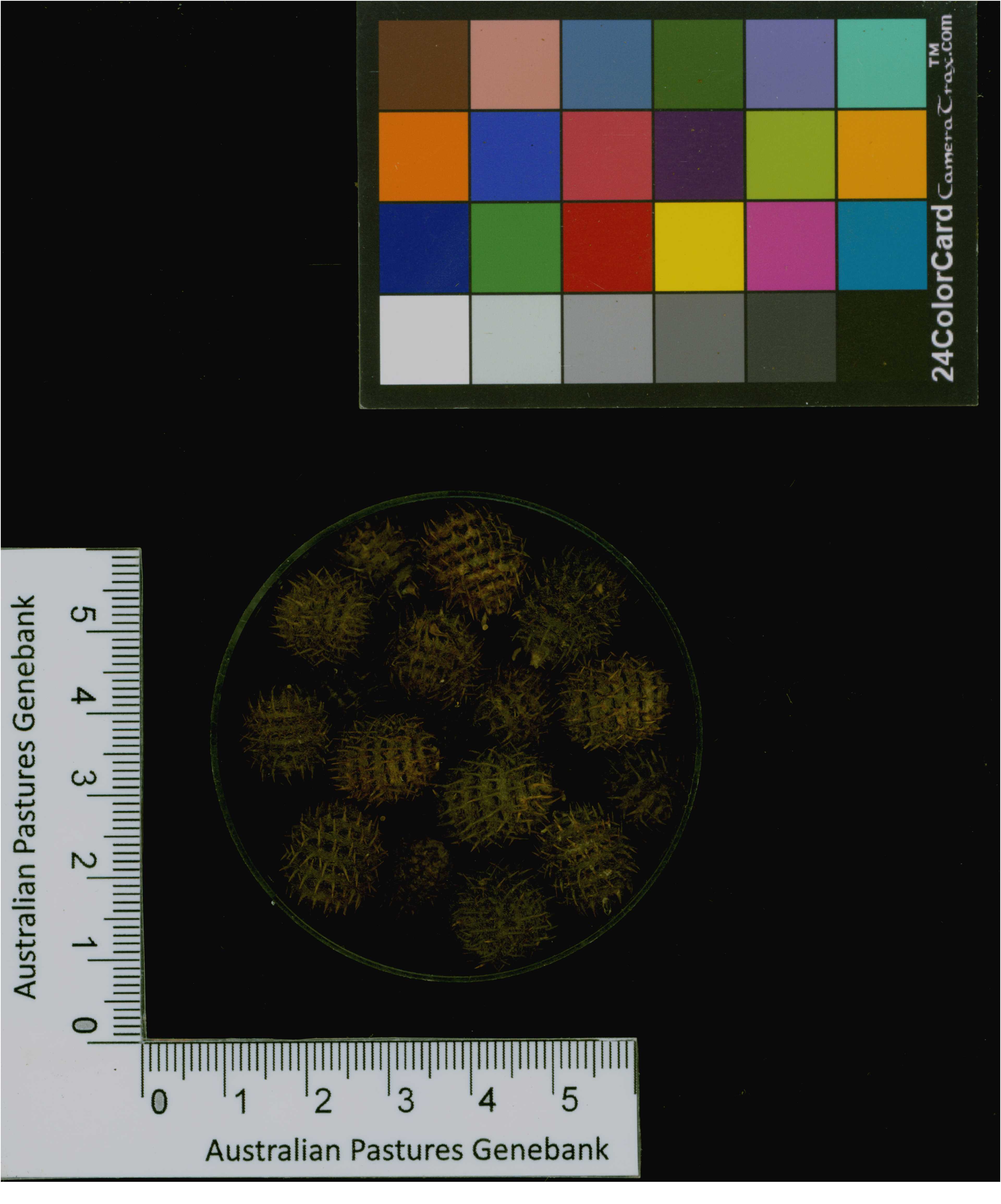 Click for 3 image(s) for this accession. Image