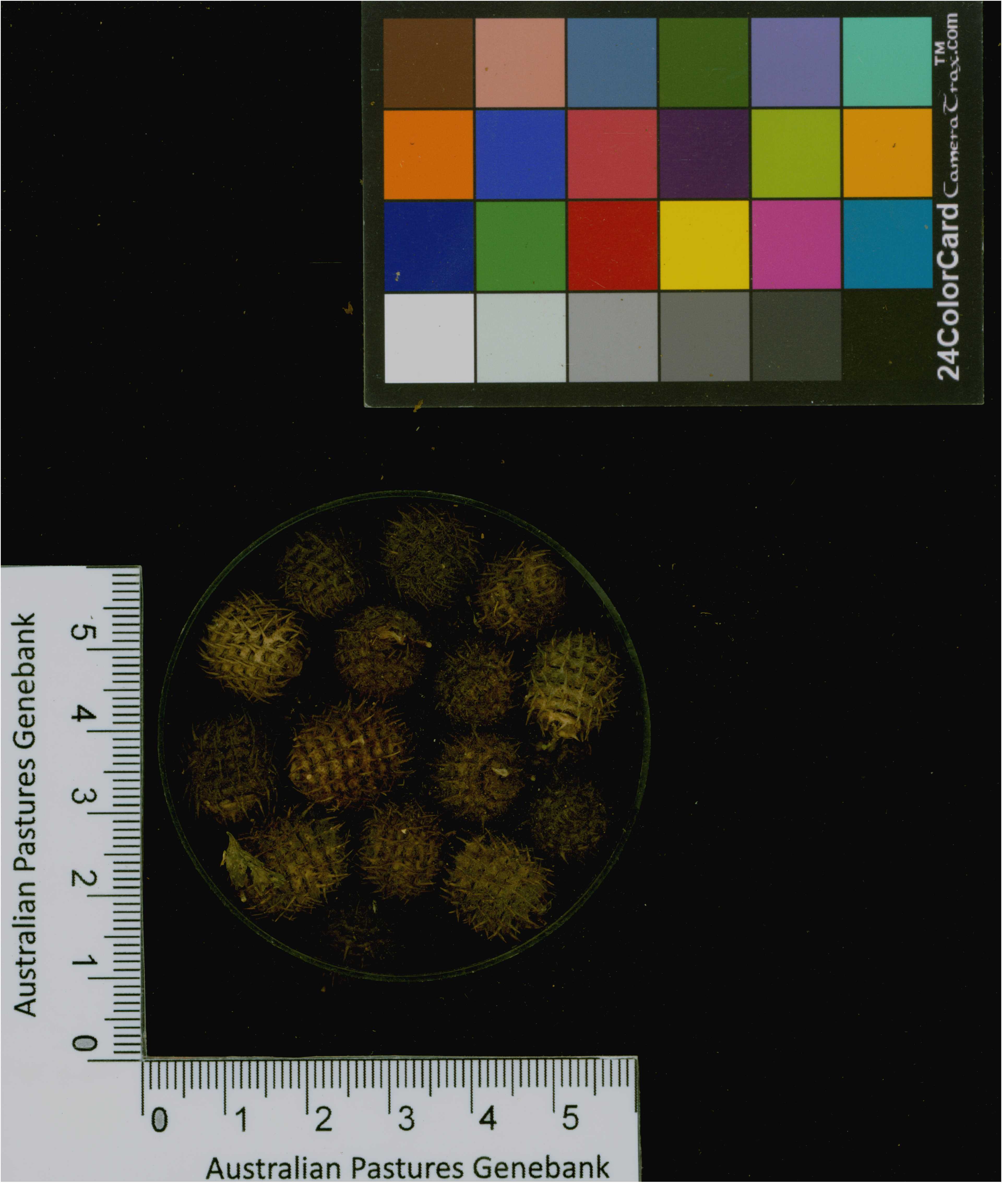 Click for 3 image(s) for this accession. Image