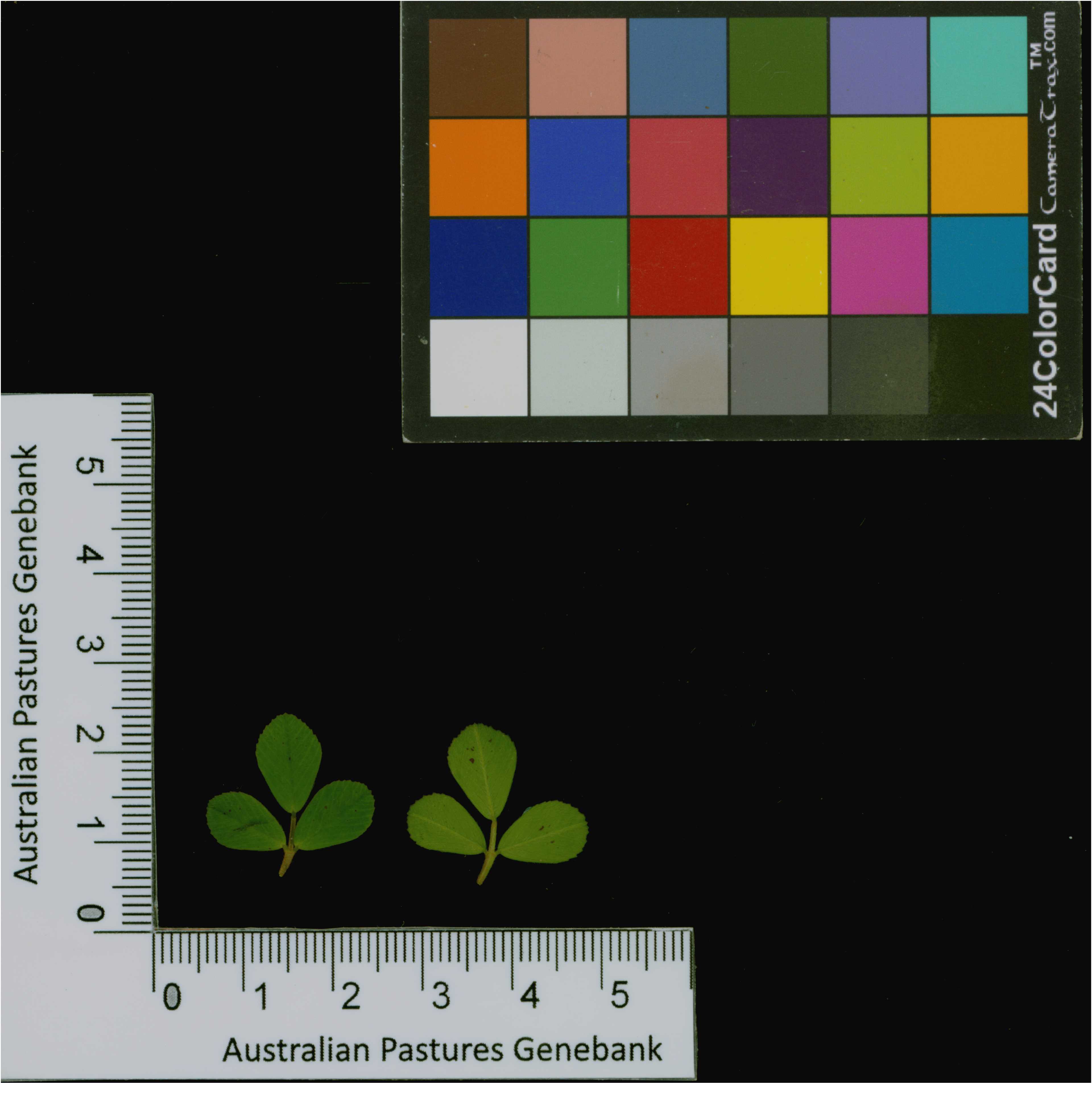 Click for 2 image(s) for this accession. Image