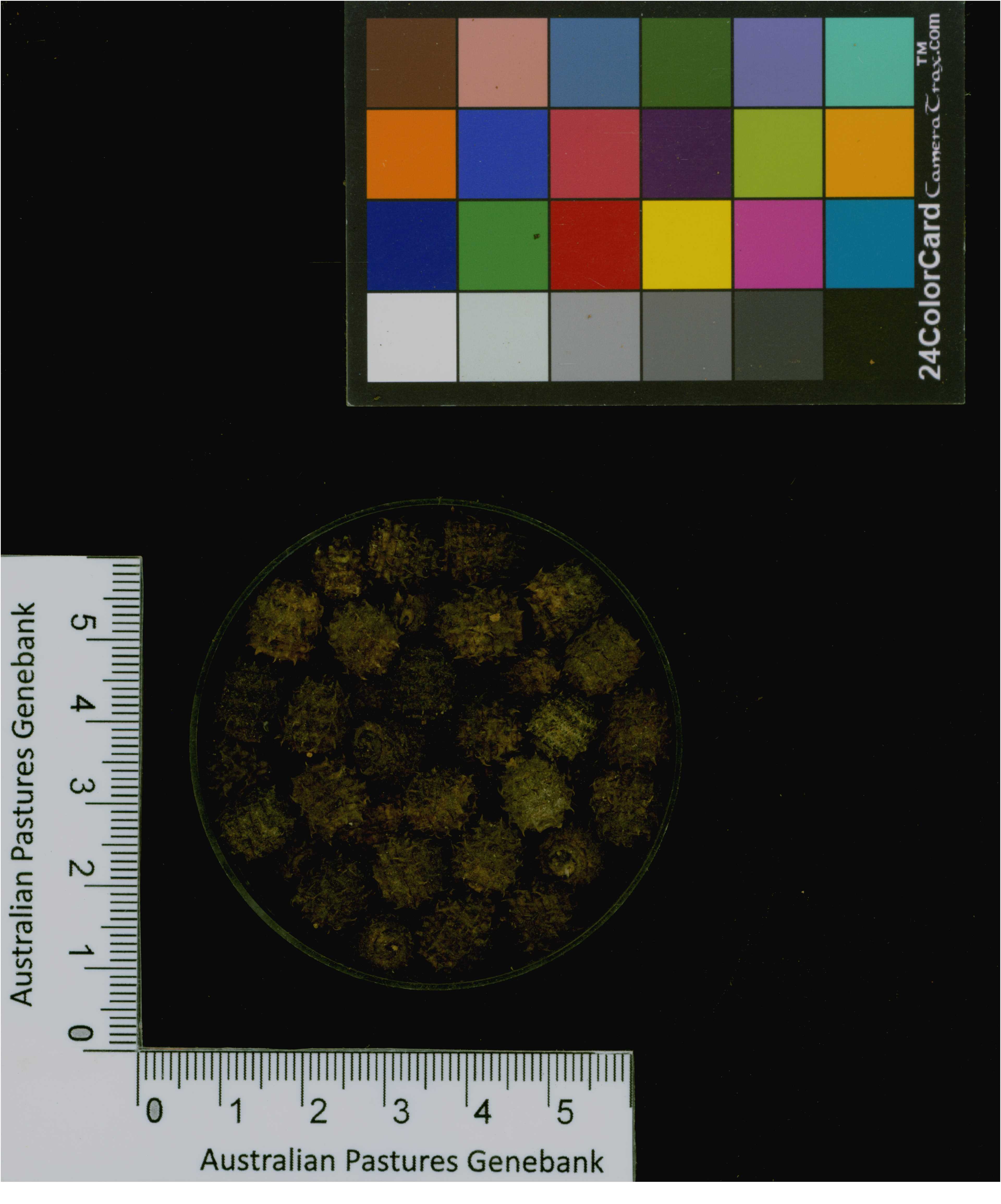 Click for 3 image(s) for this accession. Image