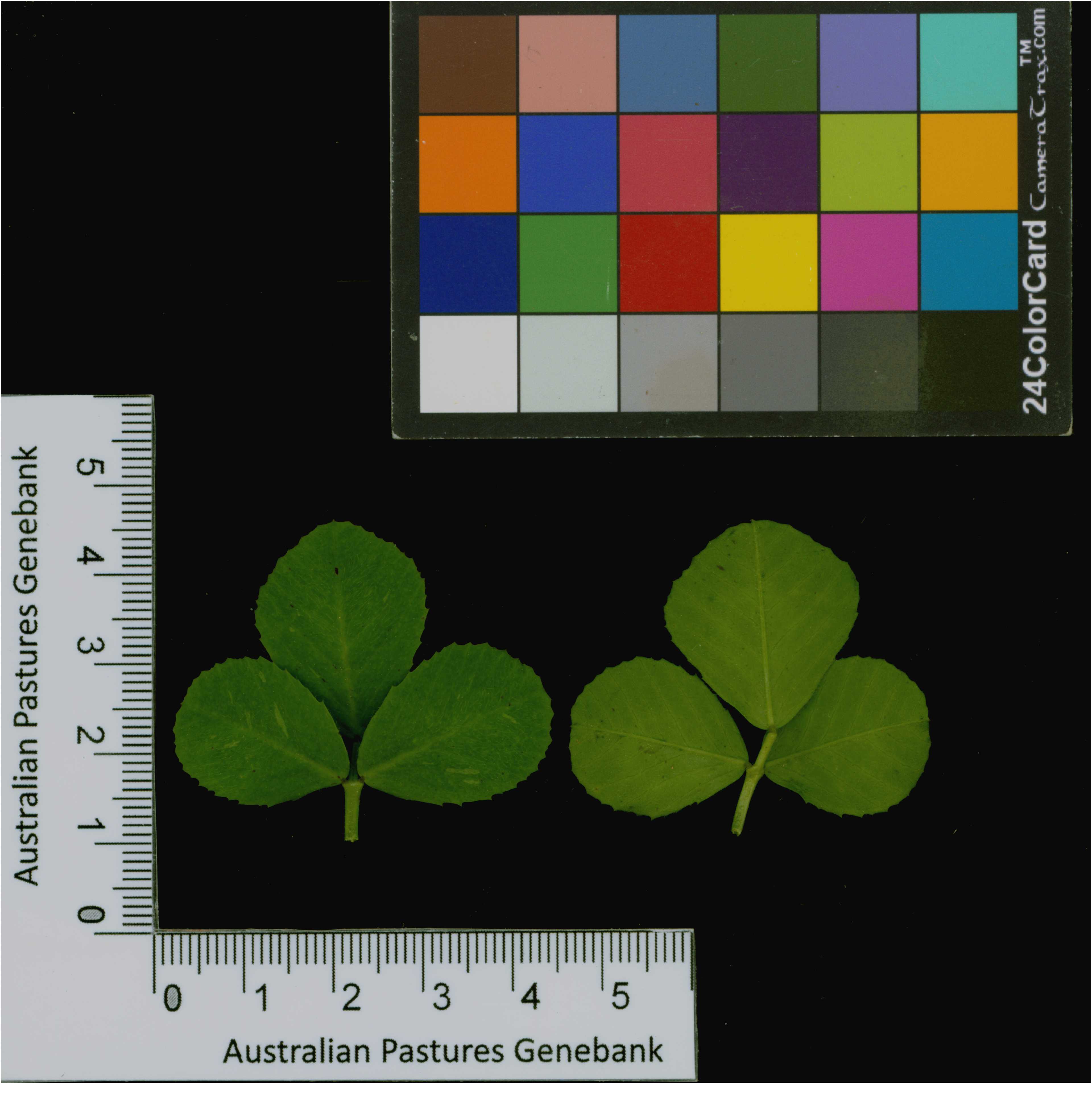 Click for 2 image(s) for this accession. Image