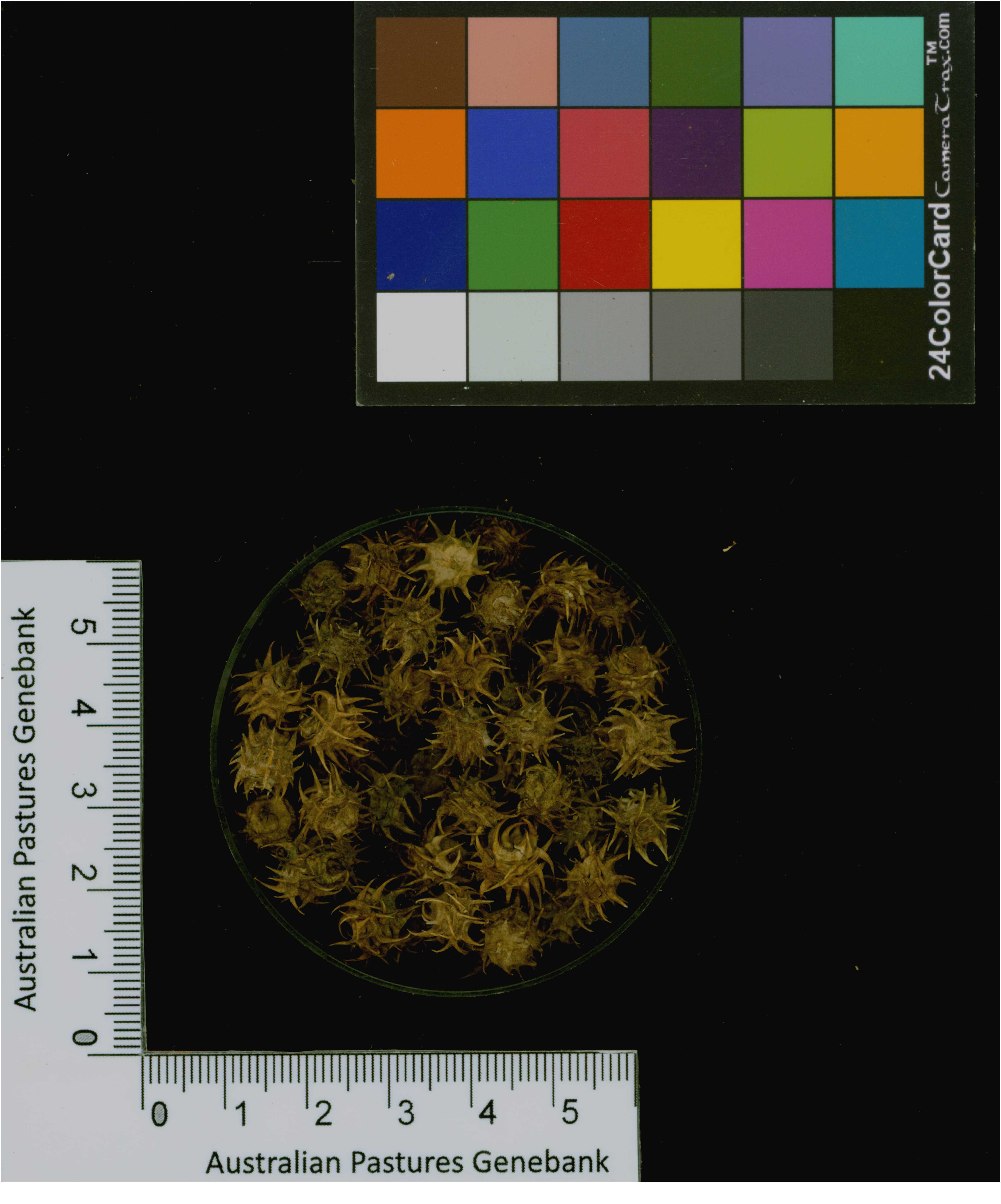 Click for 1 image(s) for this accession. Image