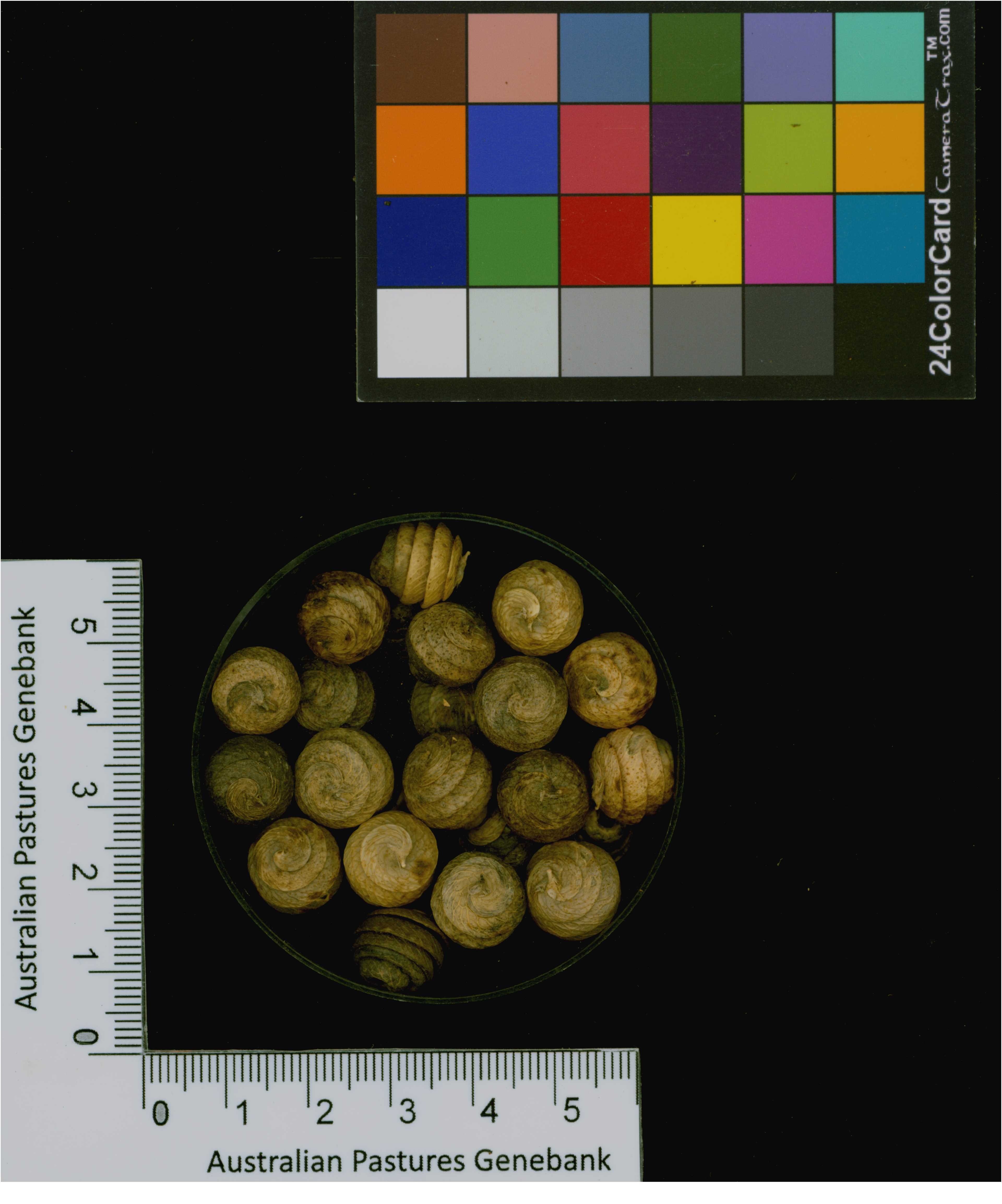 Click for 3 image(s) for this accession. Image