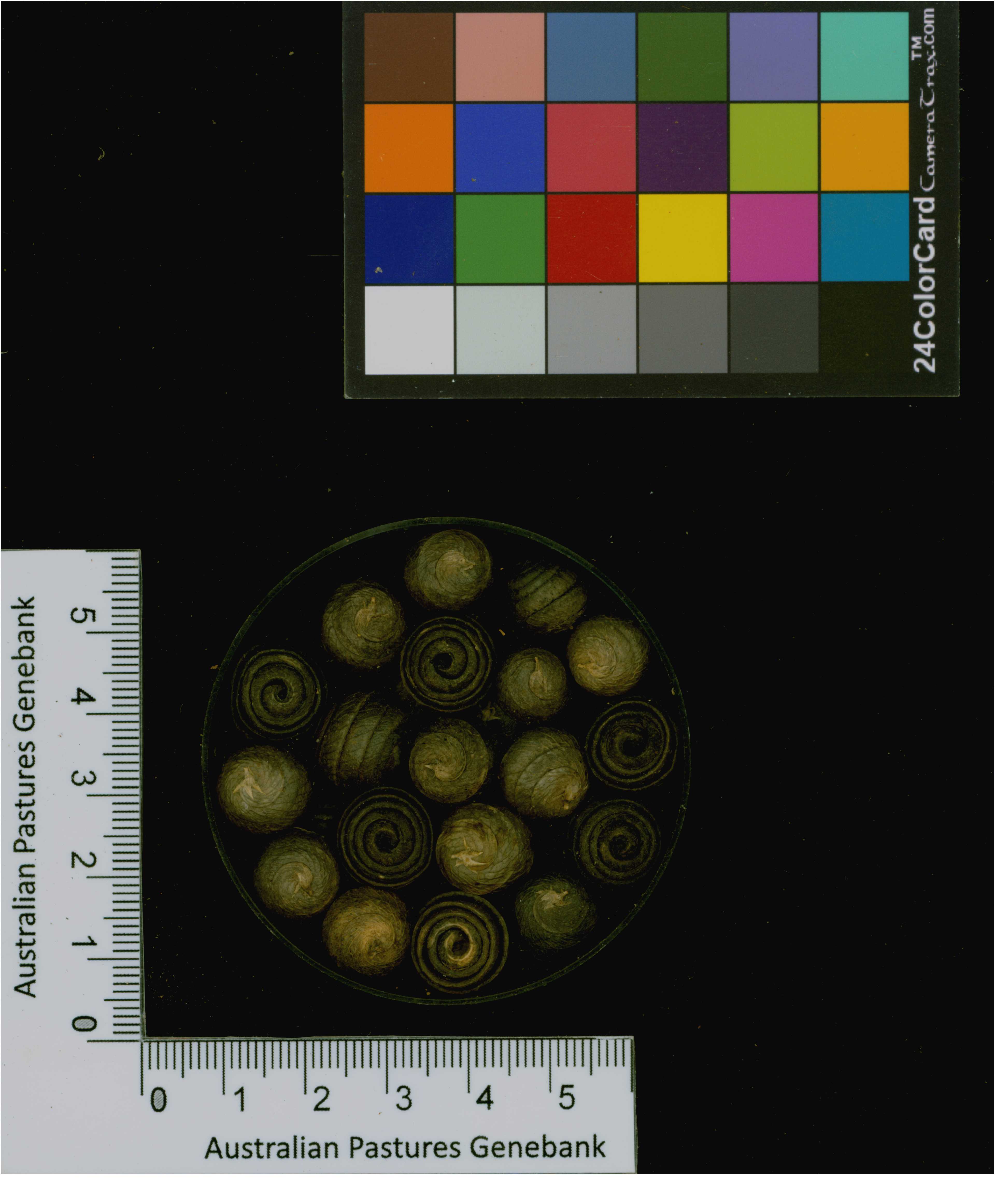 Click for 3 image(s) for this accession. Image