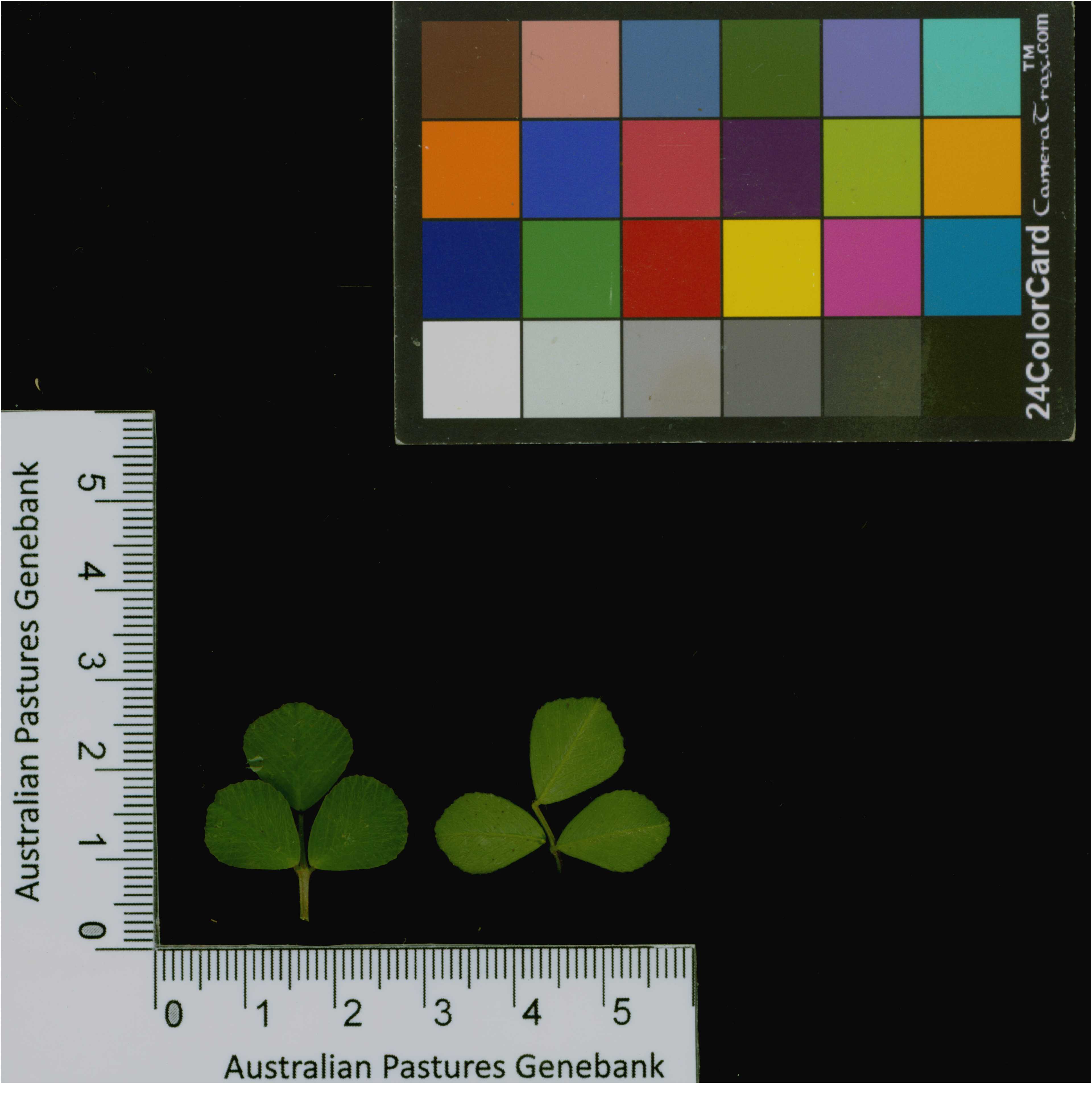Click for 2 image(s) for this accession. Image