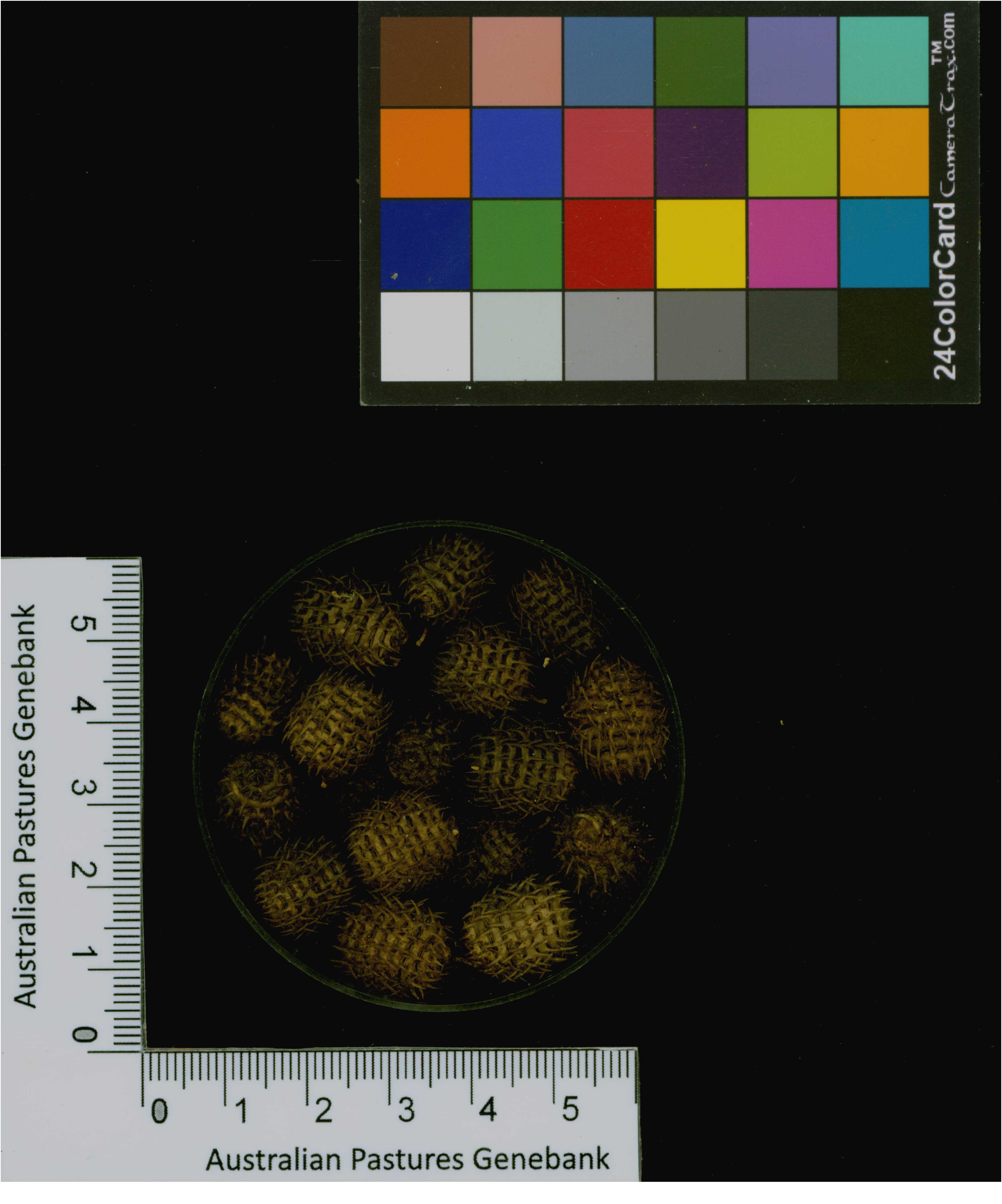 Click for 3 image(s) for this accession. Image