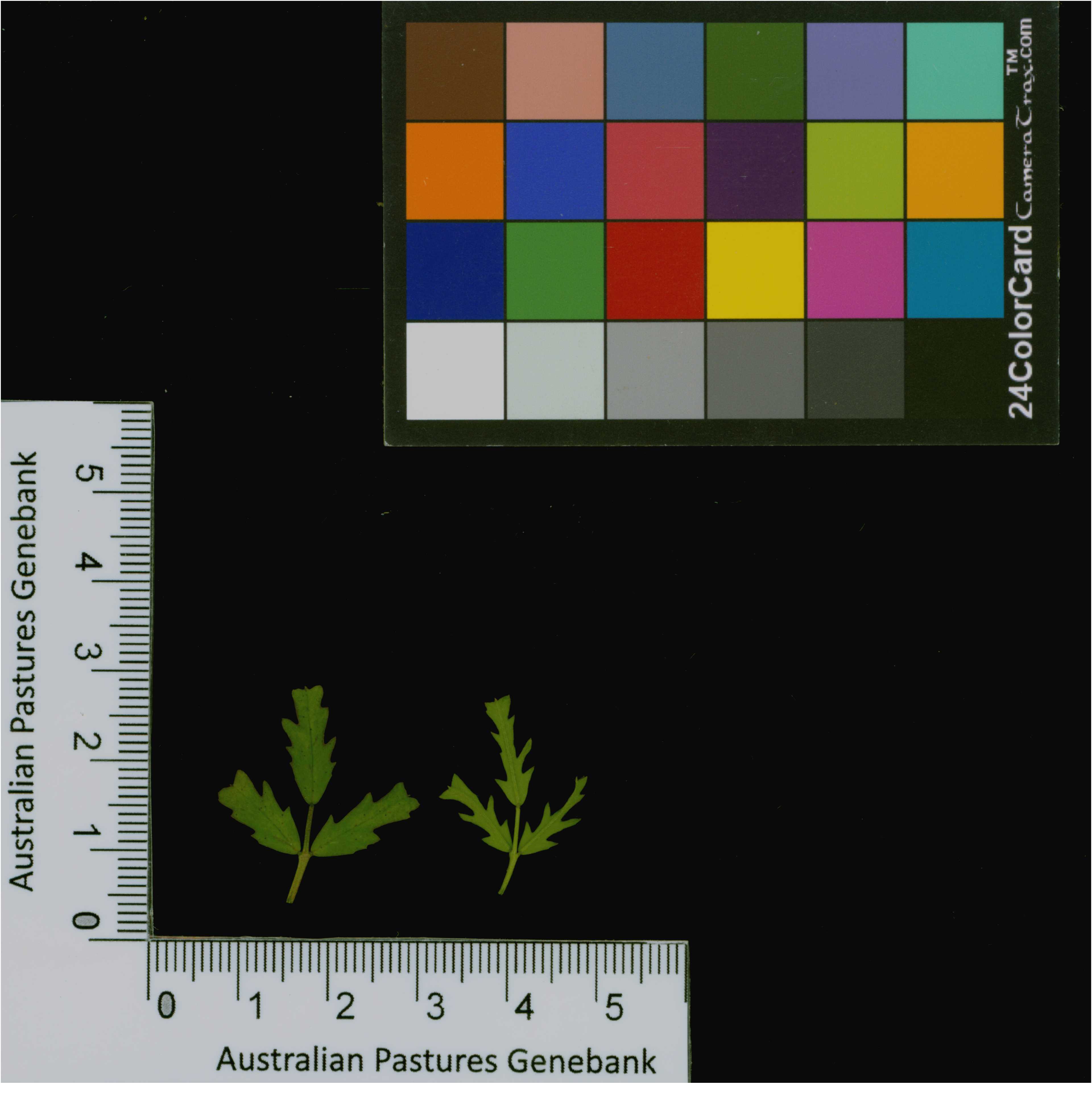Click for 2 image(s) for this accession. Image