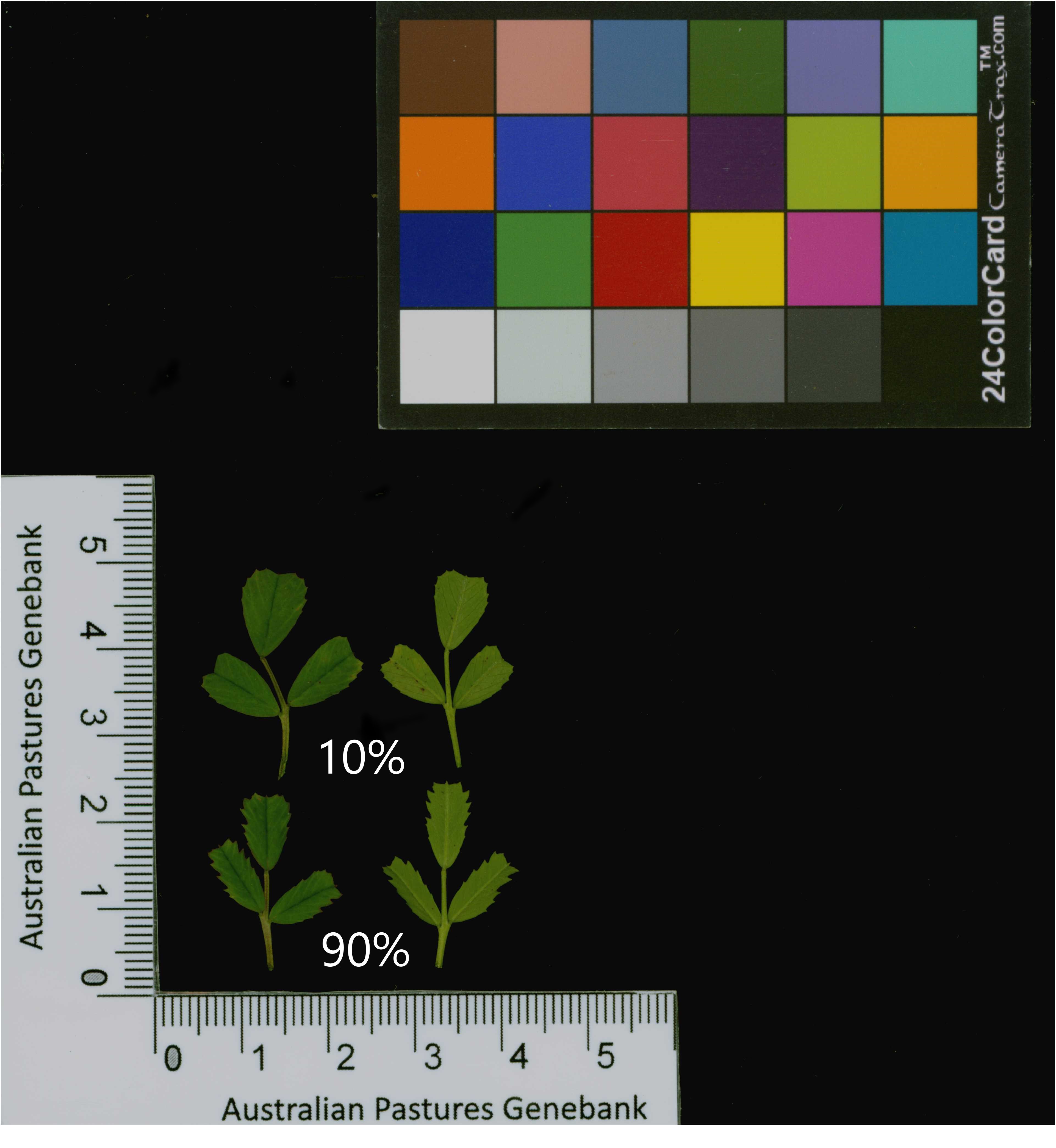 Click for 2 image(s) for this accession. Image