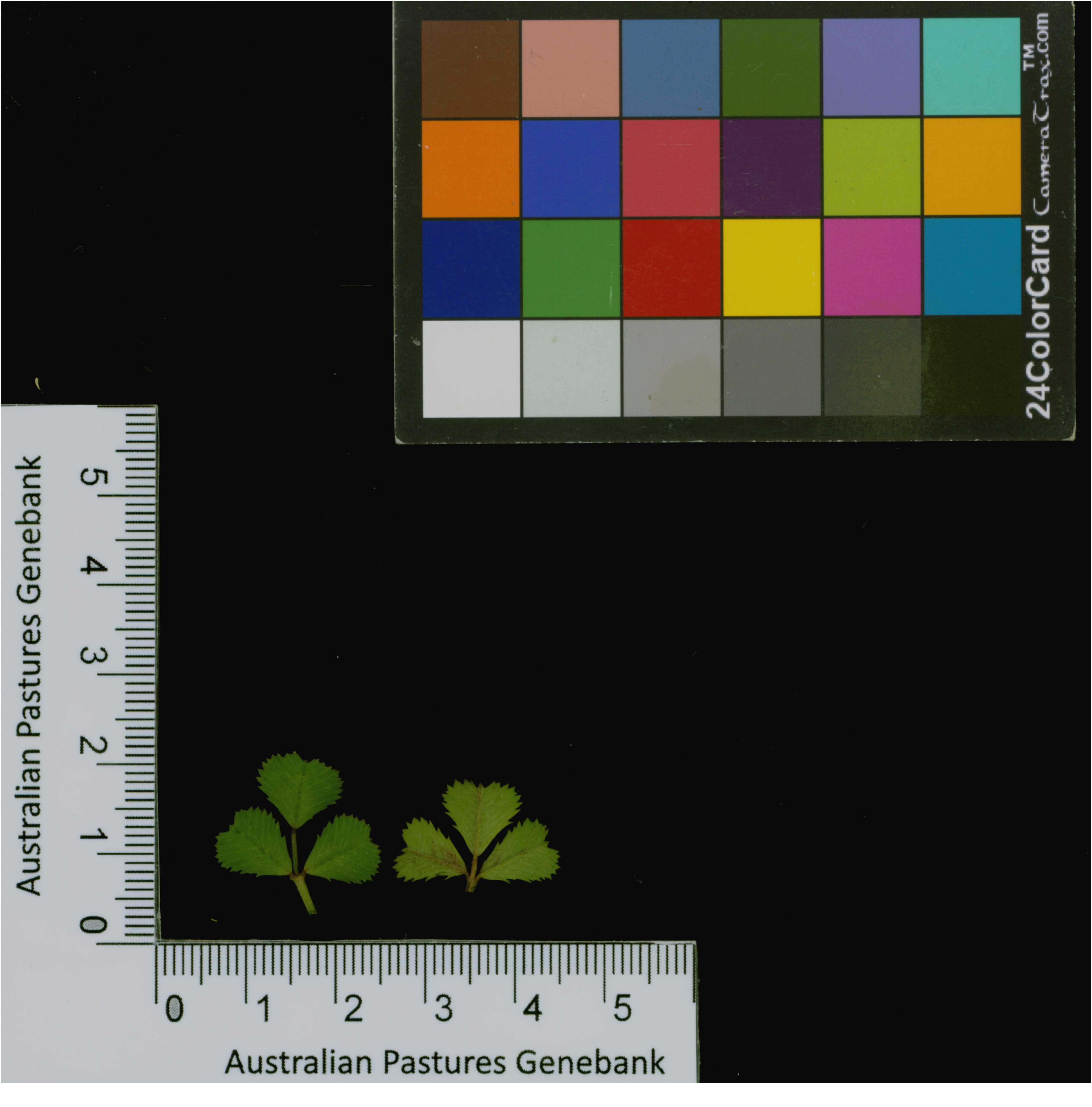 Click for 2 image(s) for this accession. Image