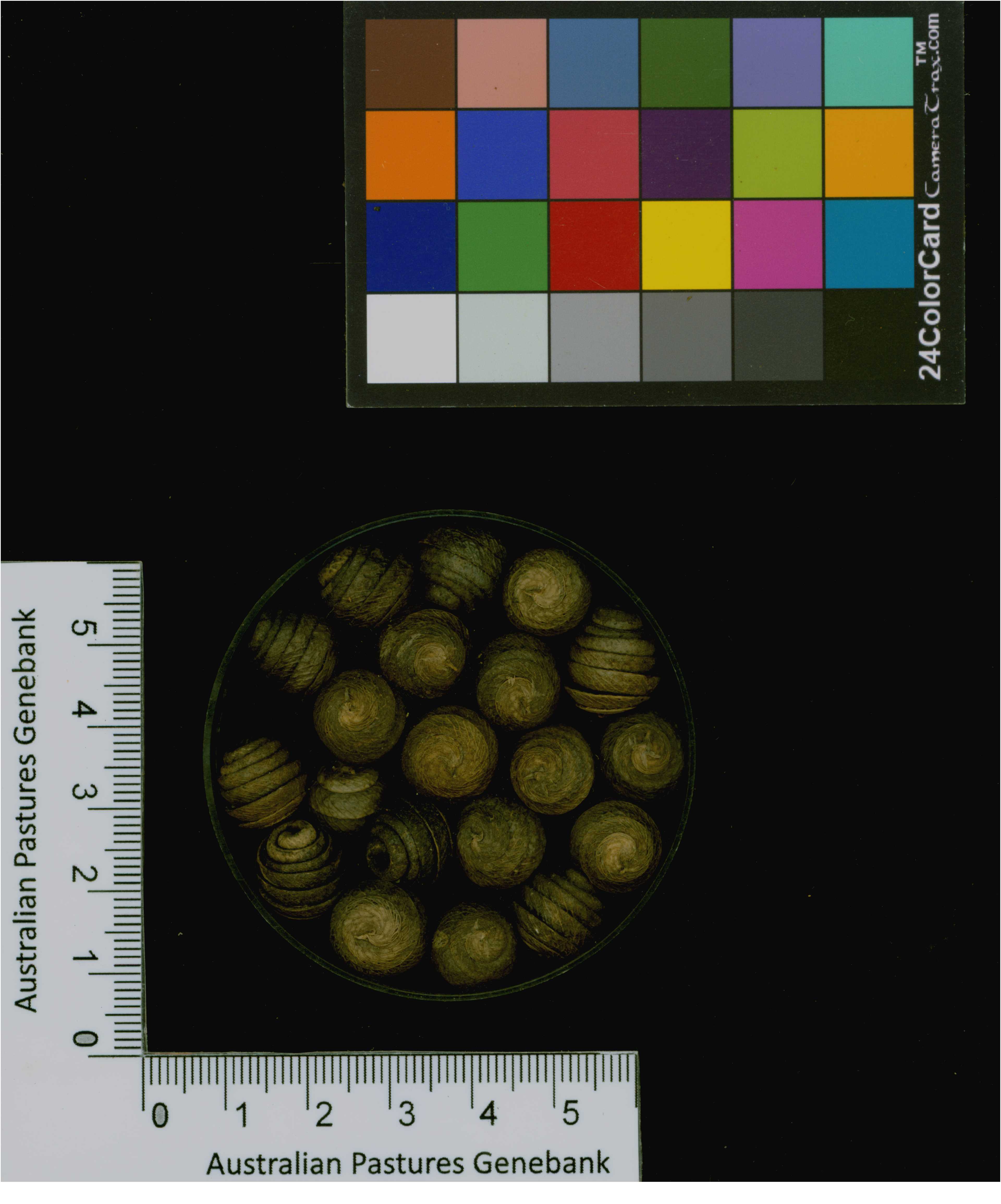 Click for 3 image(s) for this accession. Image