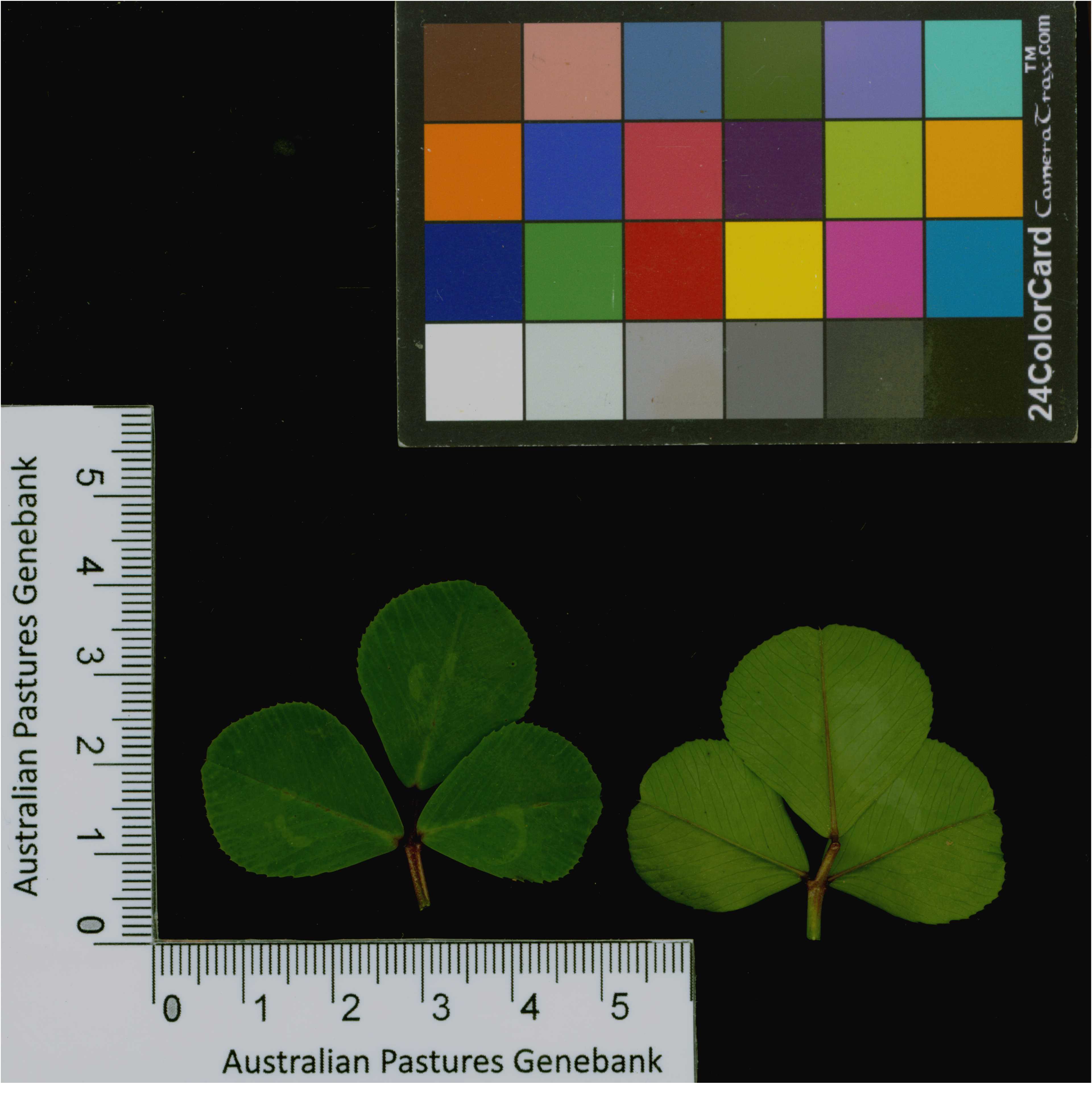 Click for 2 image(s) for this accession. Image