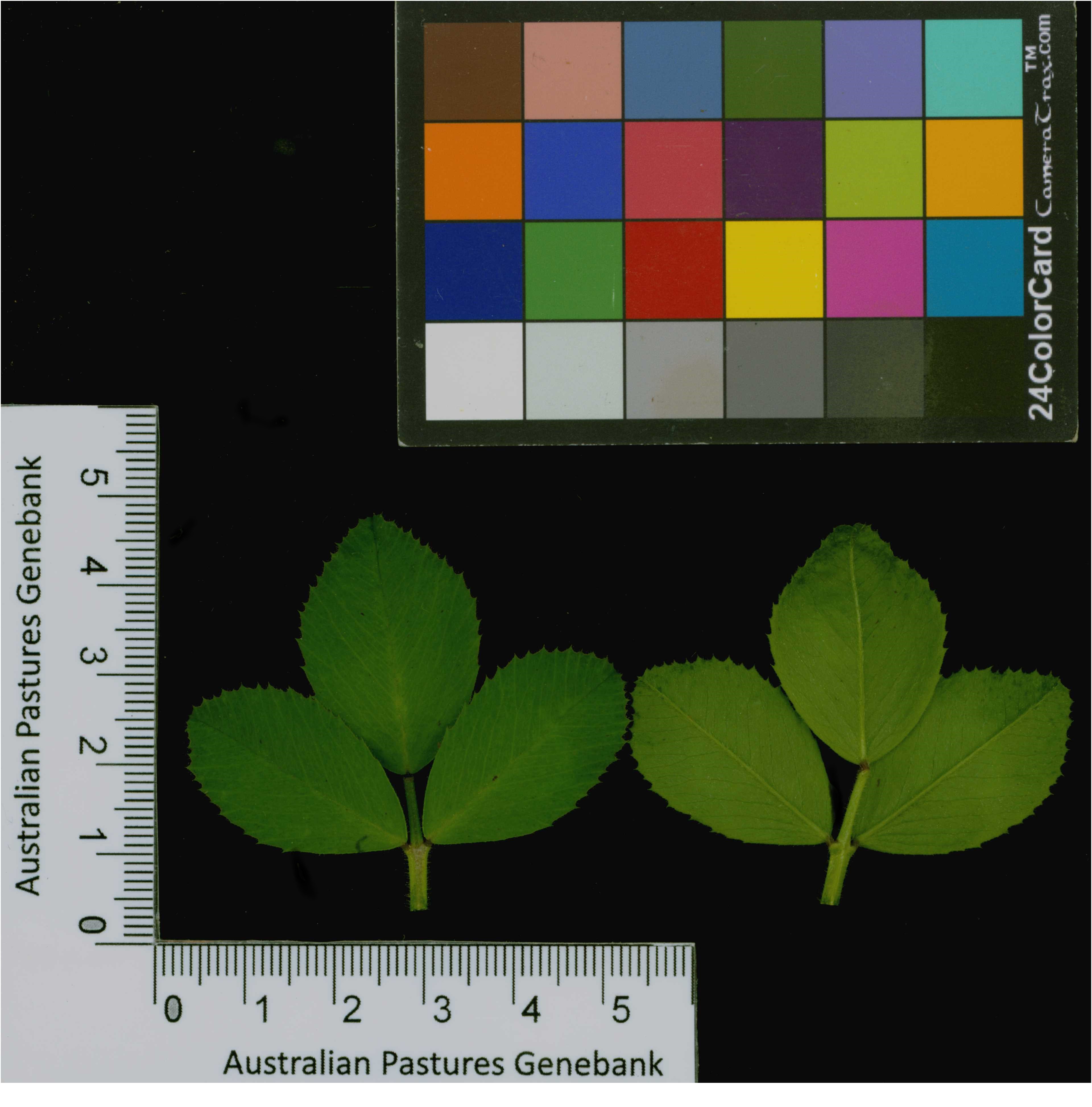 Click for 2 image(s) for this accession. Image