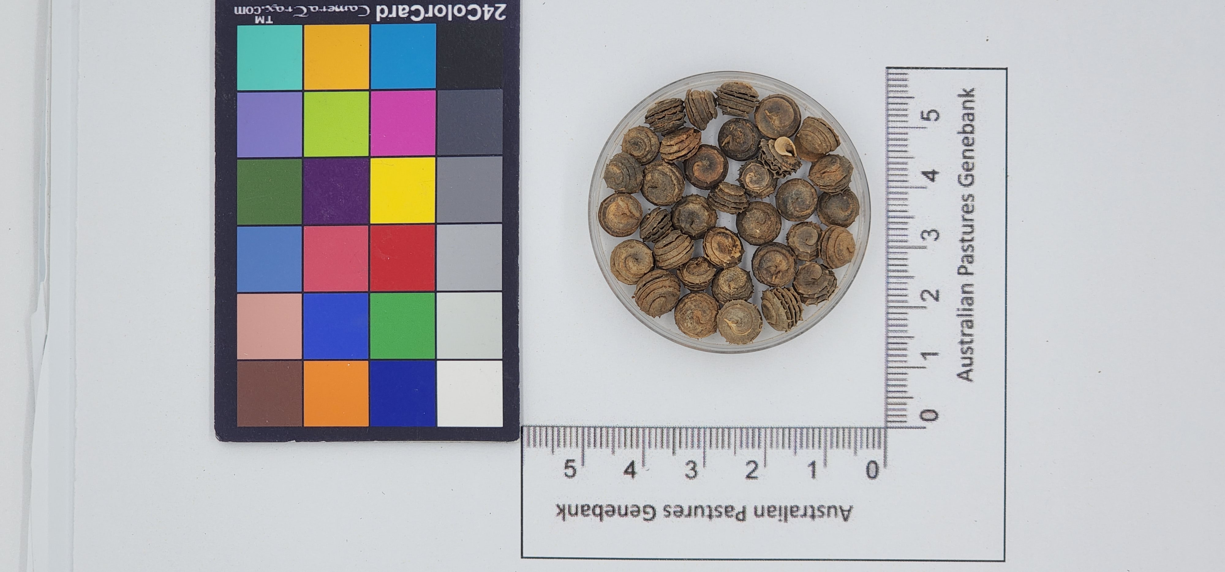Click for 1 image(s) for this accession. Image