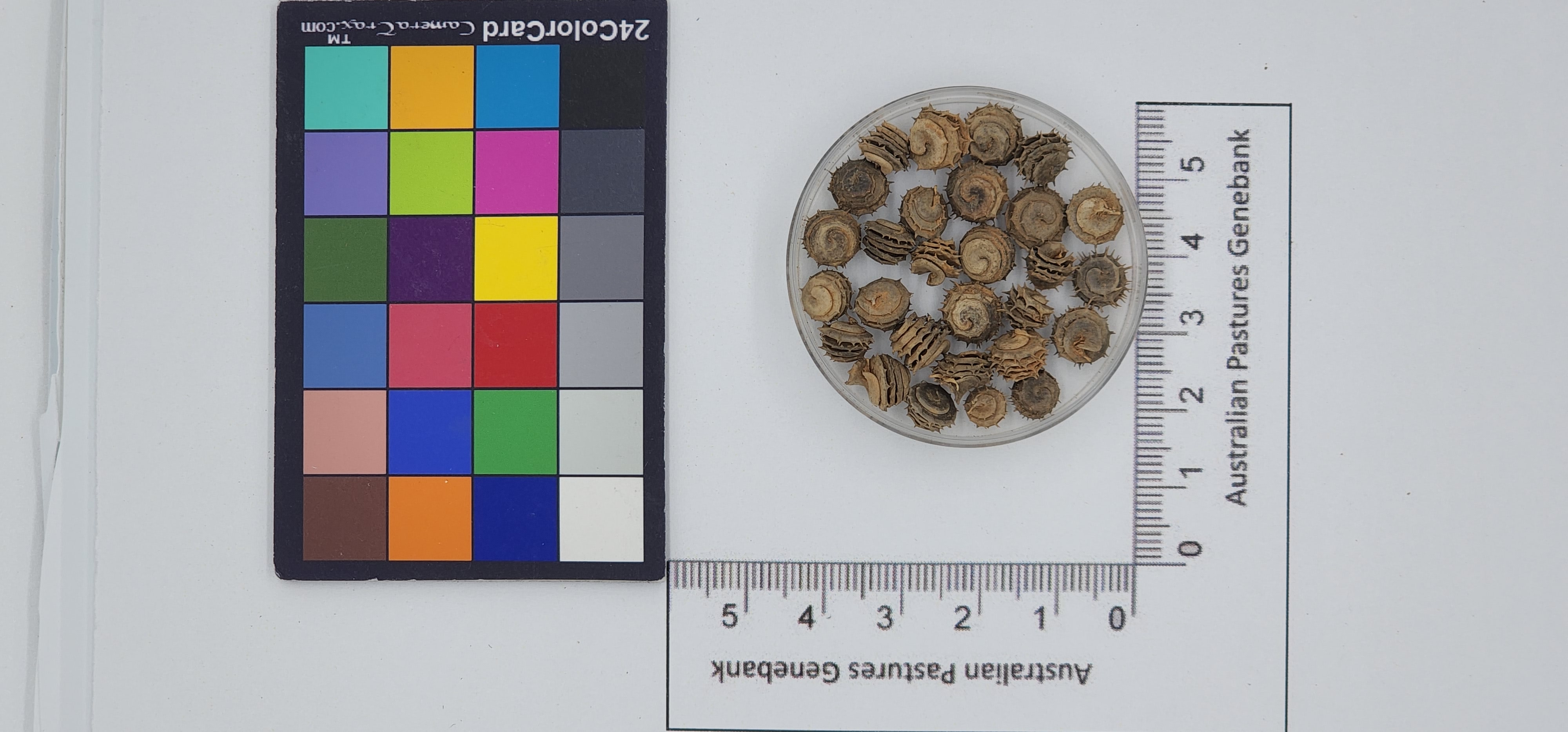 Click for 1 image(s) for this accession. Image