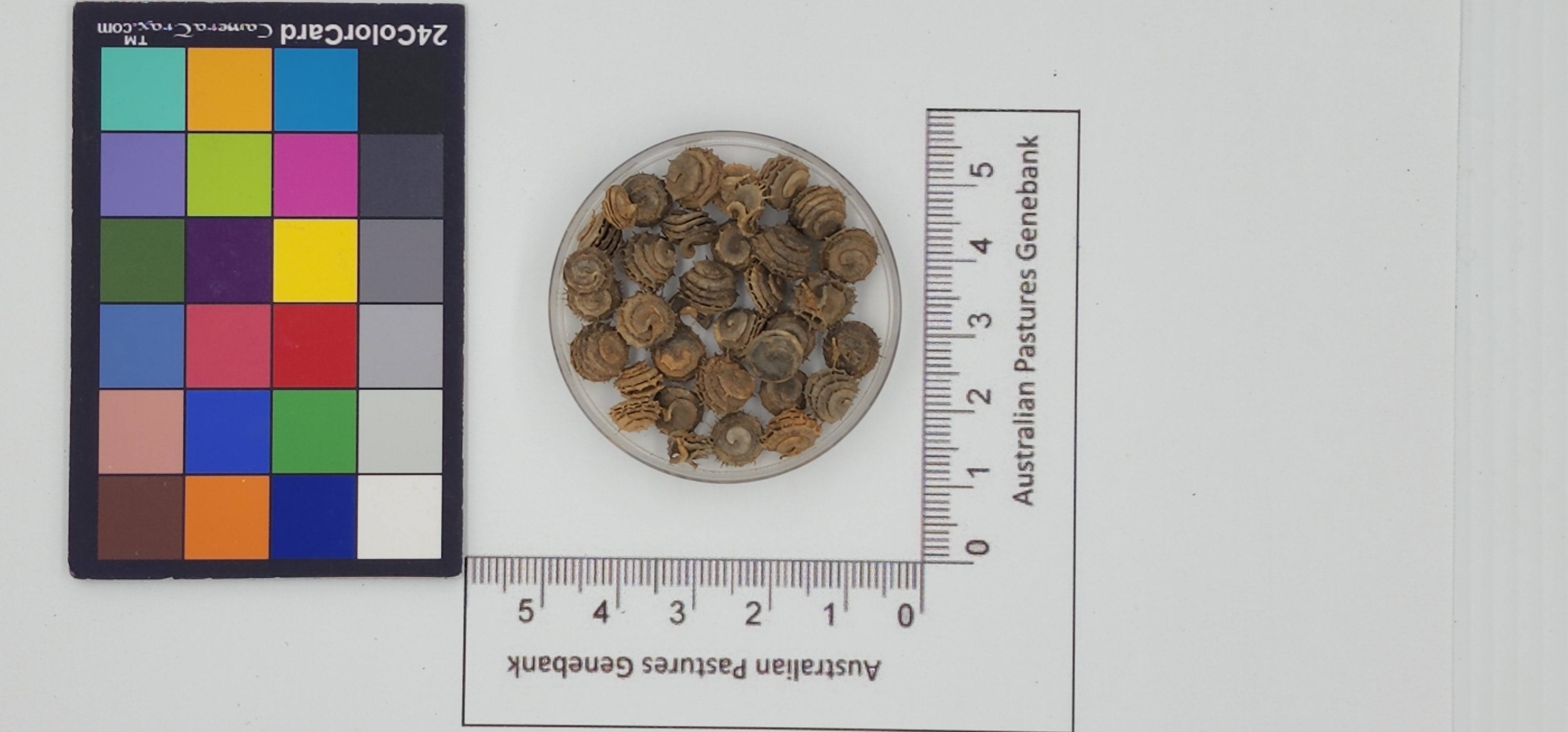 Click for 1 image(s) for this accession. Image