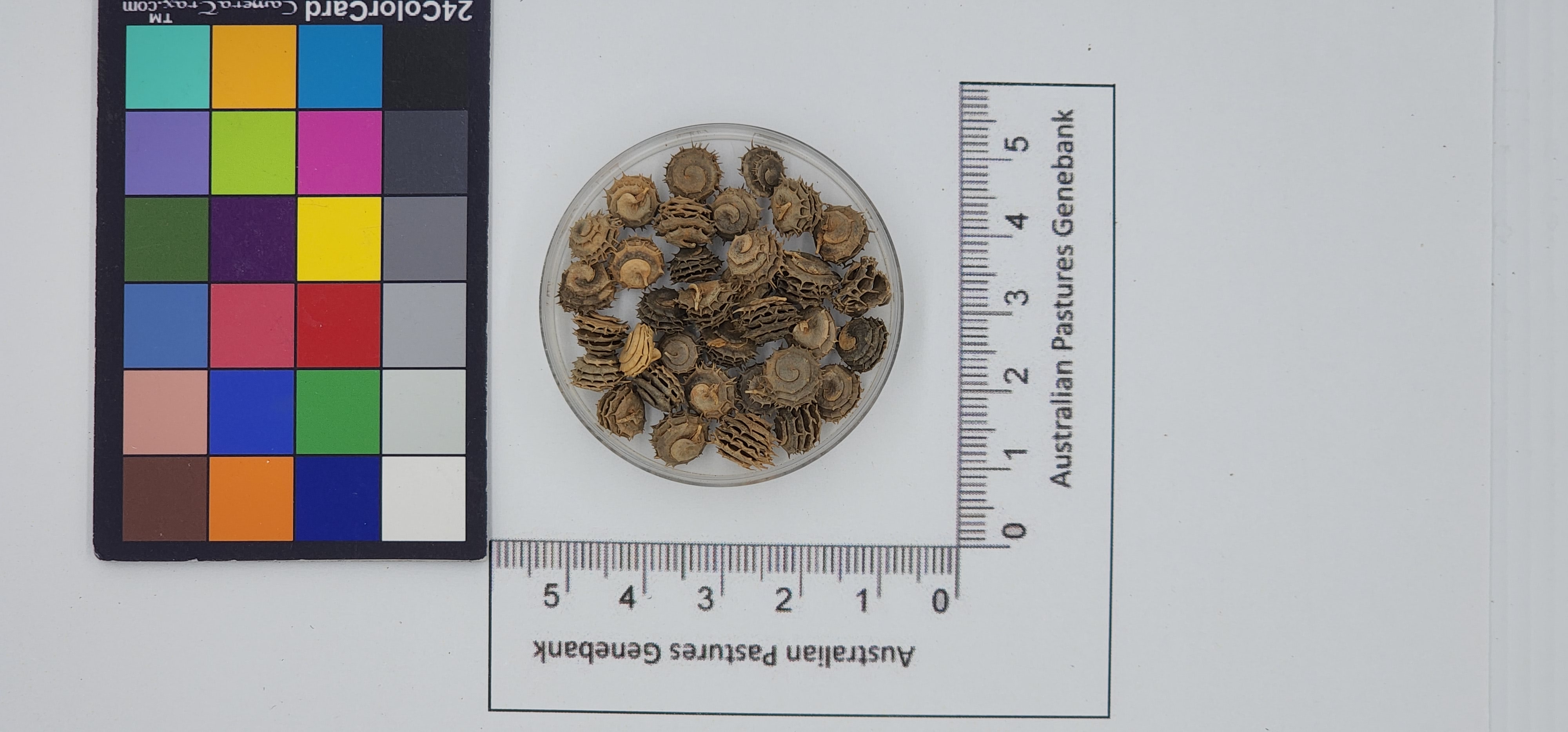 Click for 1 image(s) for this accession. Image