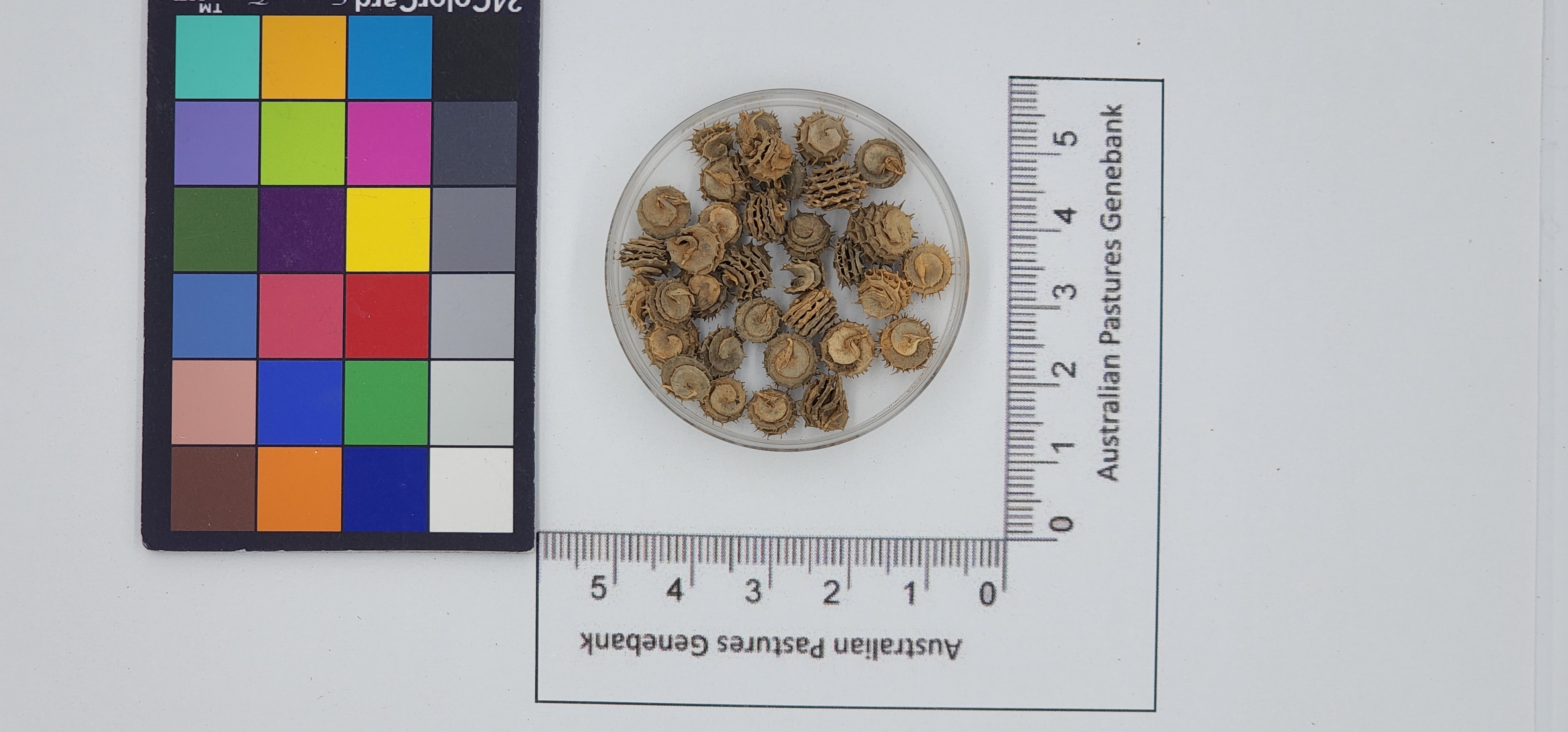 Click for 1 image(s) for this accession. Image