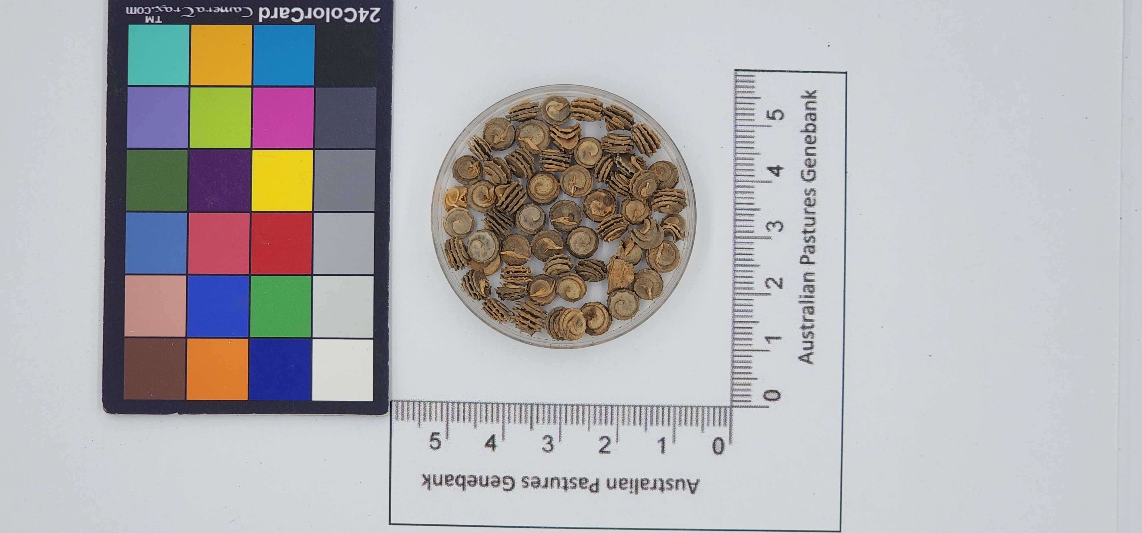 Click for 1 image(s) for this accession. Image