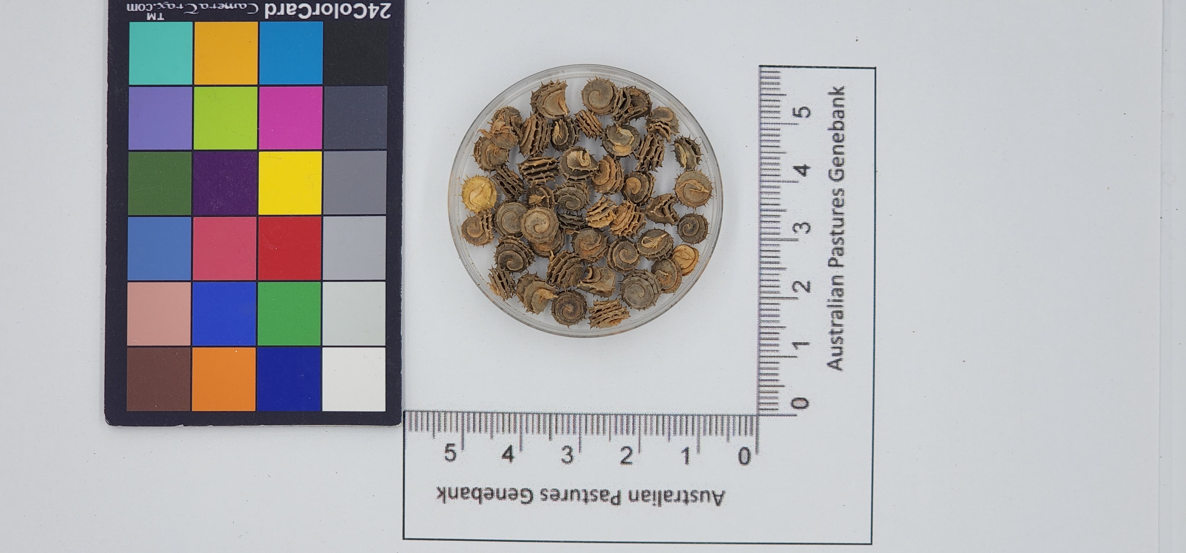 Click for 1 image(s) for this accession. Image